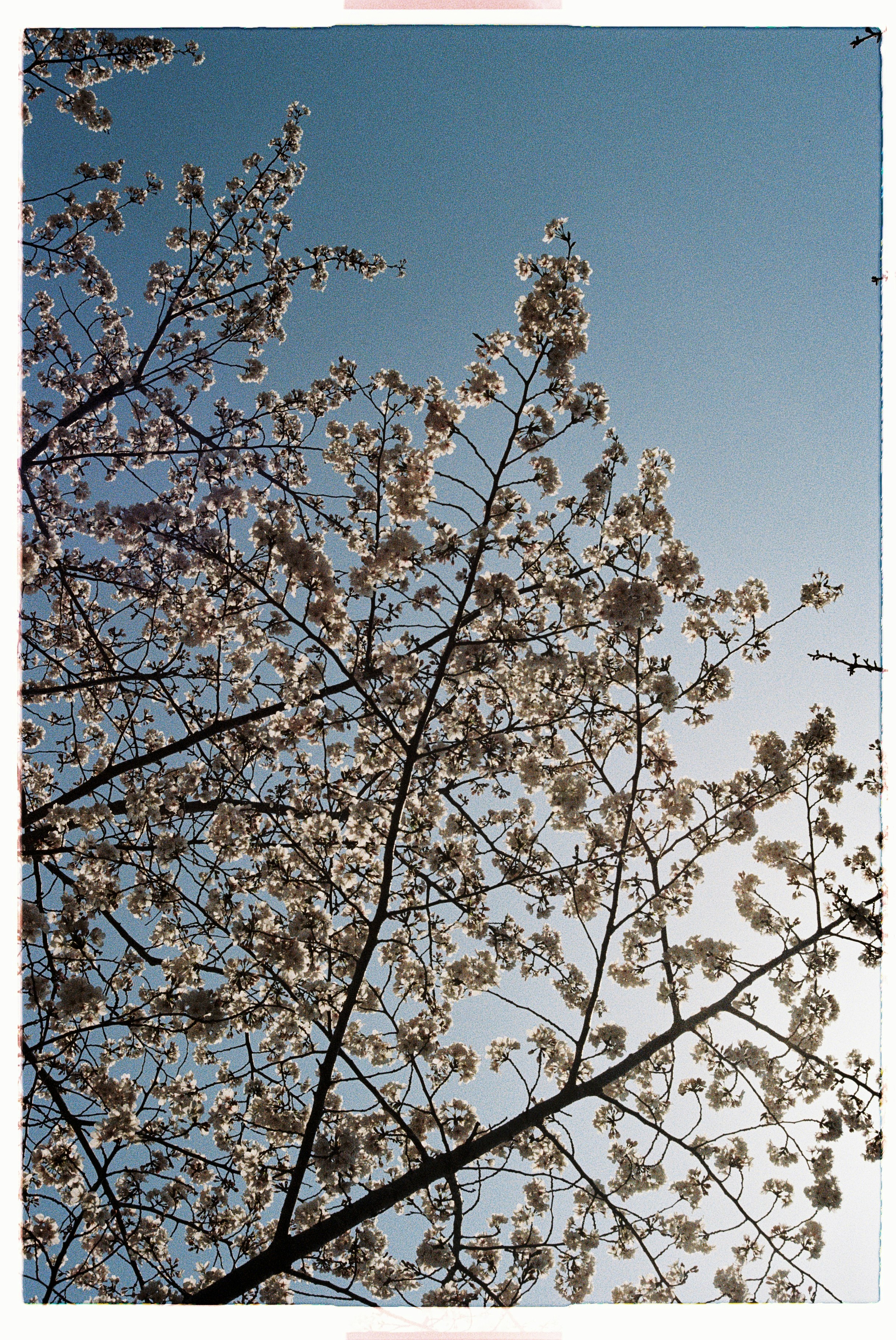 Delicate cherry blossoms reaching into a cloudless blue sky, captured on 35mm film with a Canon AE-1 Program. - 相关推荐