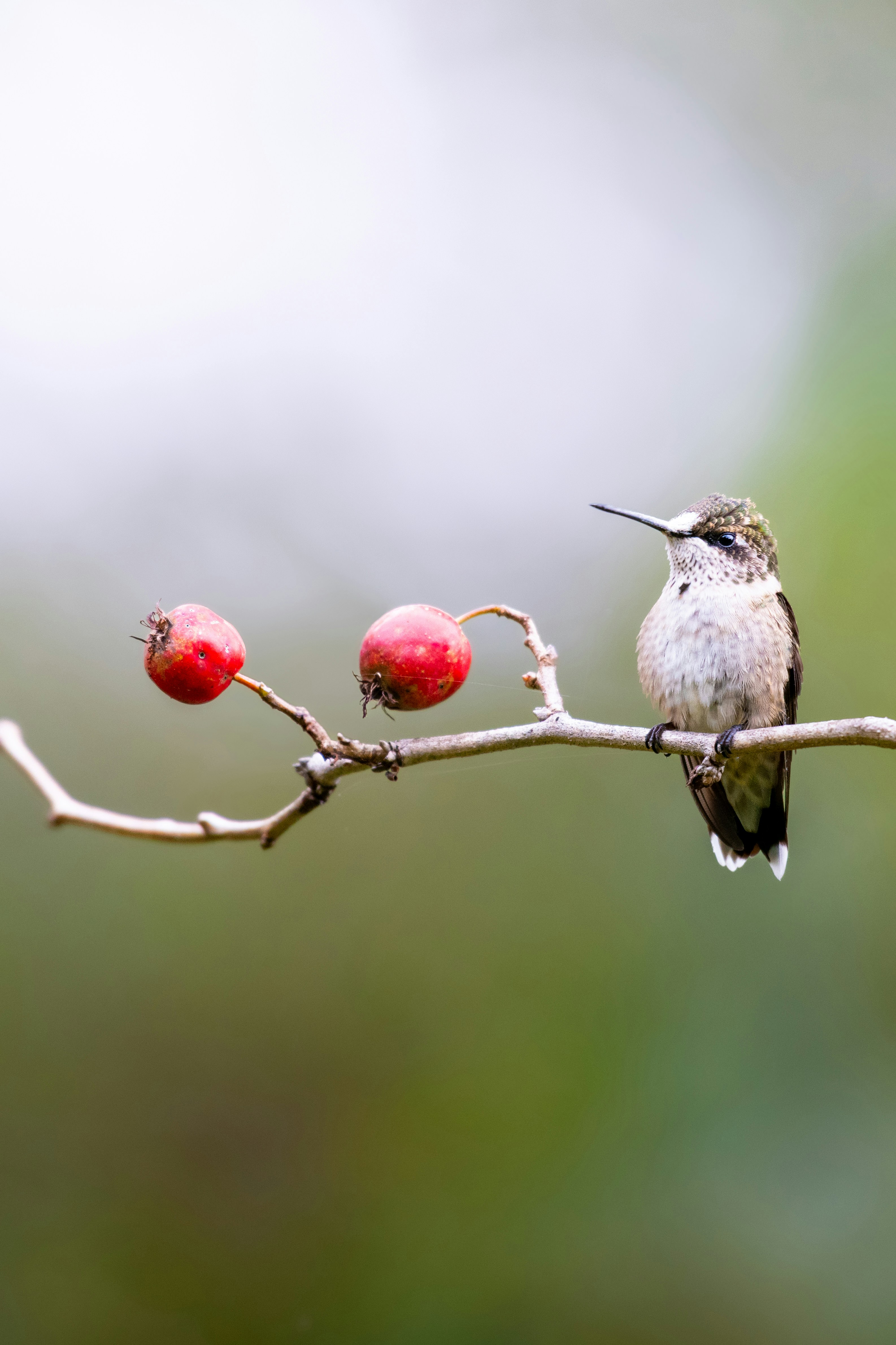 Ein kleiner Kolibri sitzt auf einem Ast mit roten Beeren