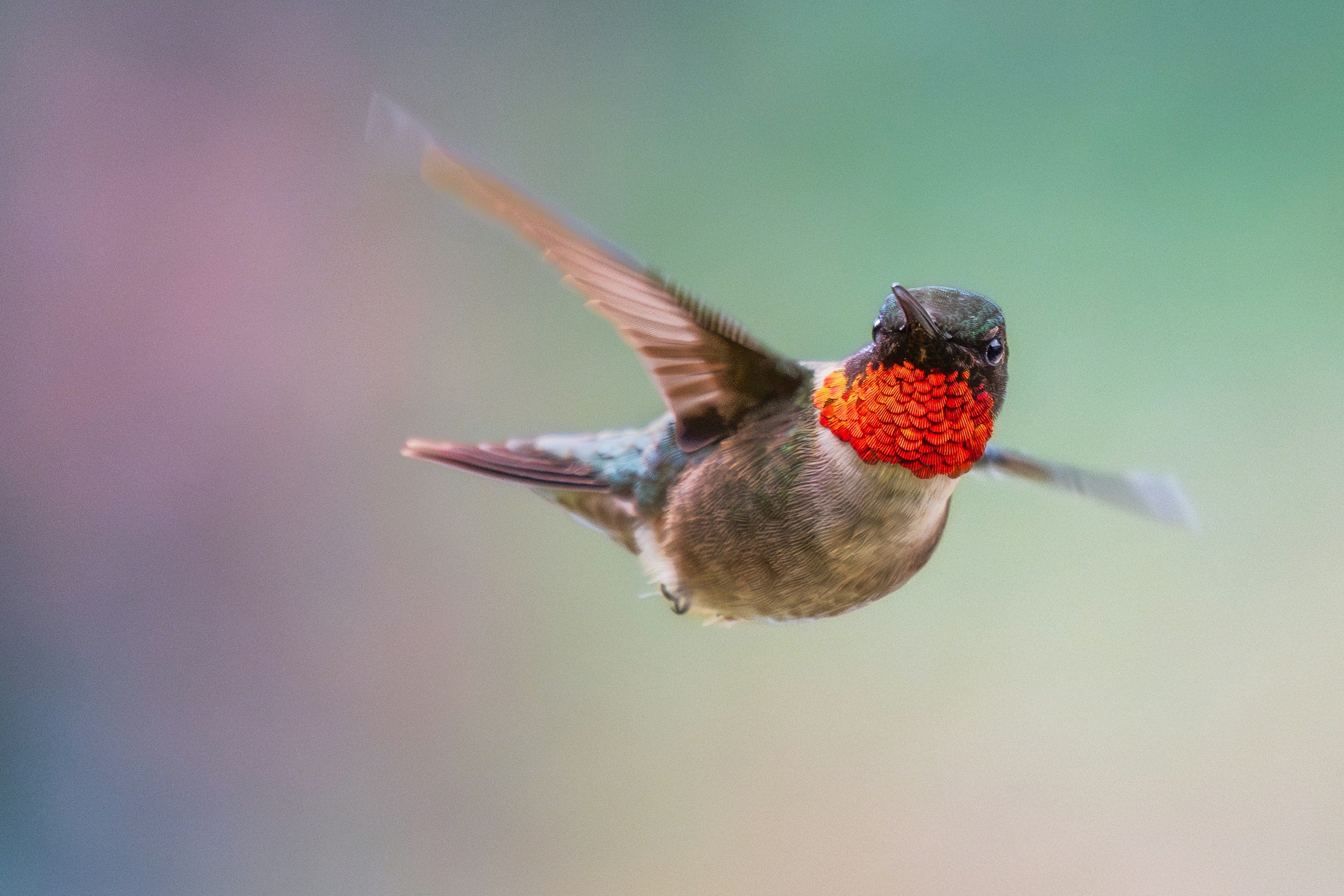 Ein rubinroter Kolibri schwebt in der Luft vor einem weichen Hintergrund