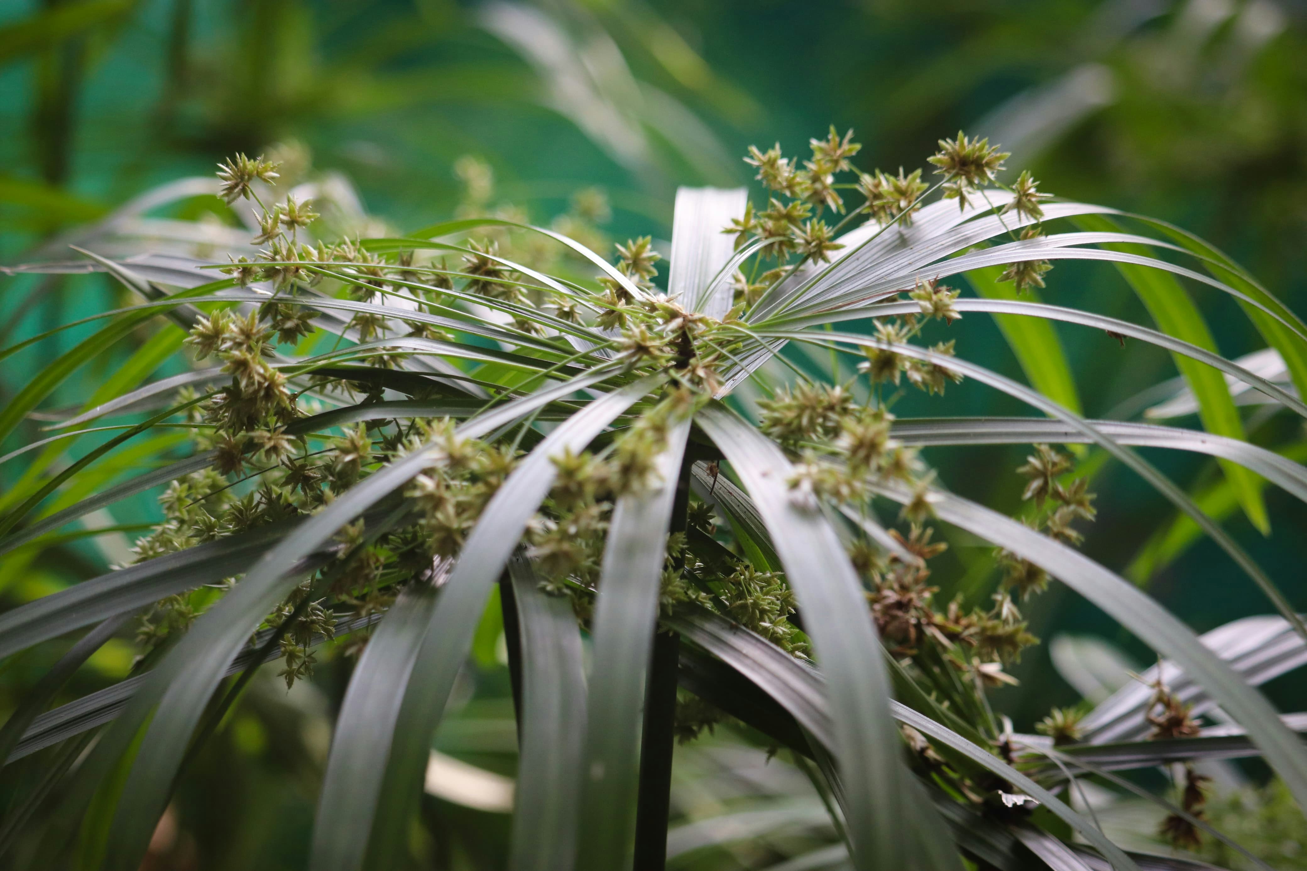 Radiating green plant leaves with small clustered flowers