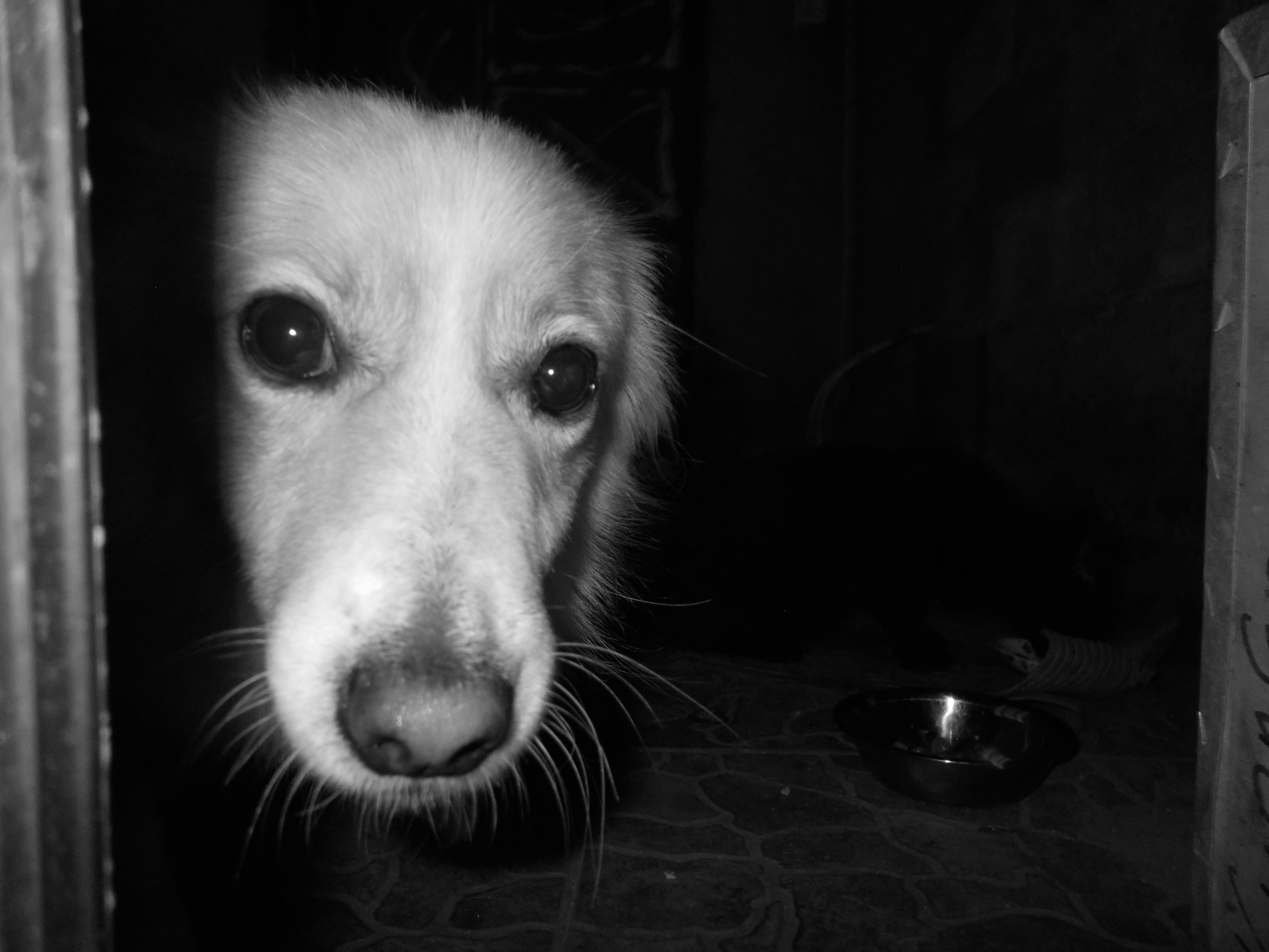 Black-and-white portrait of a dog peering from a doorway with a cautious, inquisitive expression; simple indoor setting with a bowl in the background.