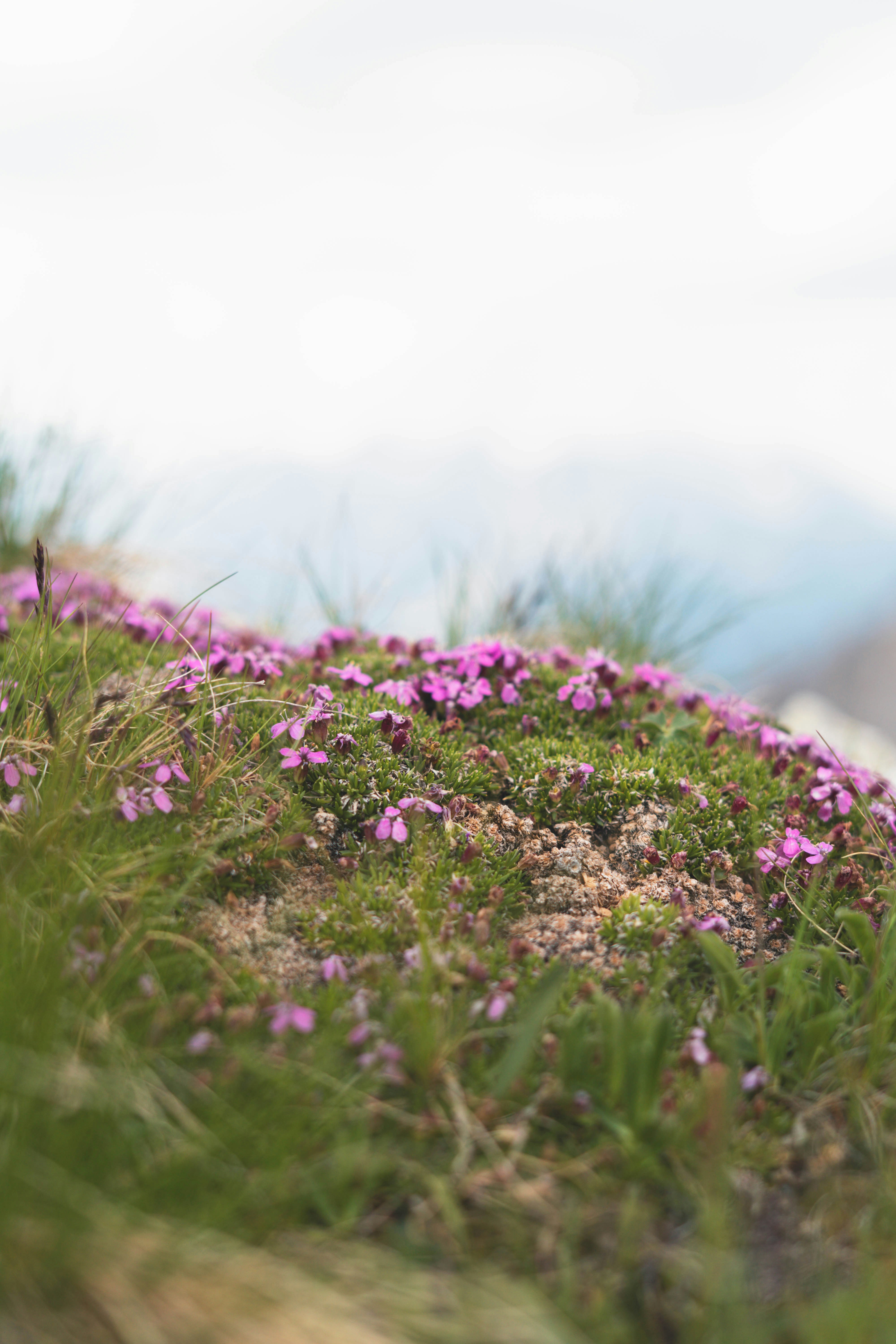 Small pink flowers blooming on a grassy mountain slope
