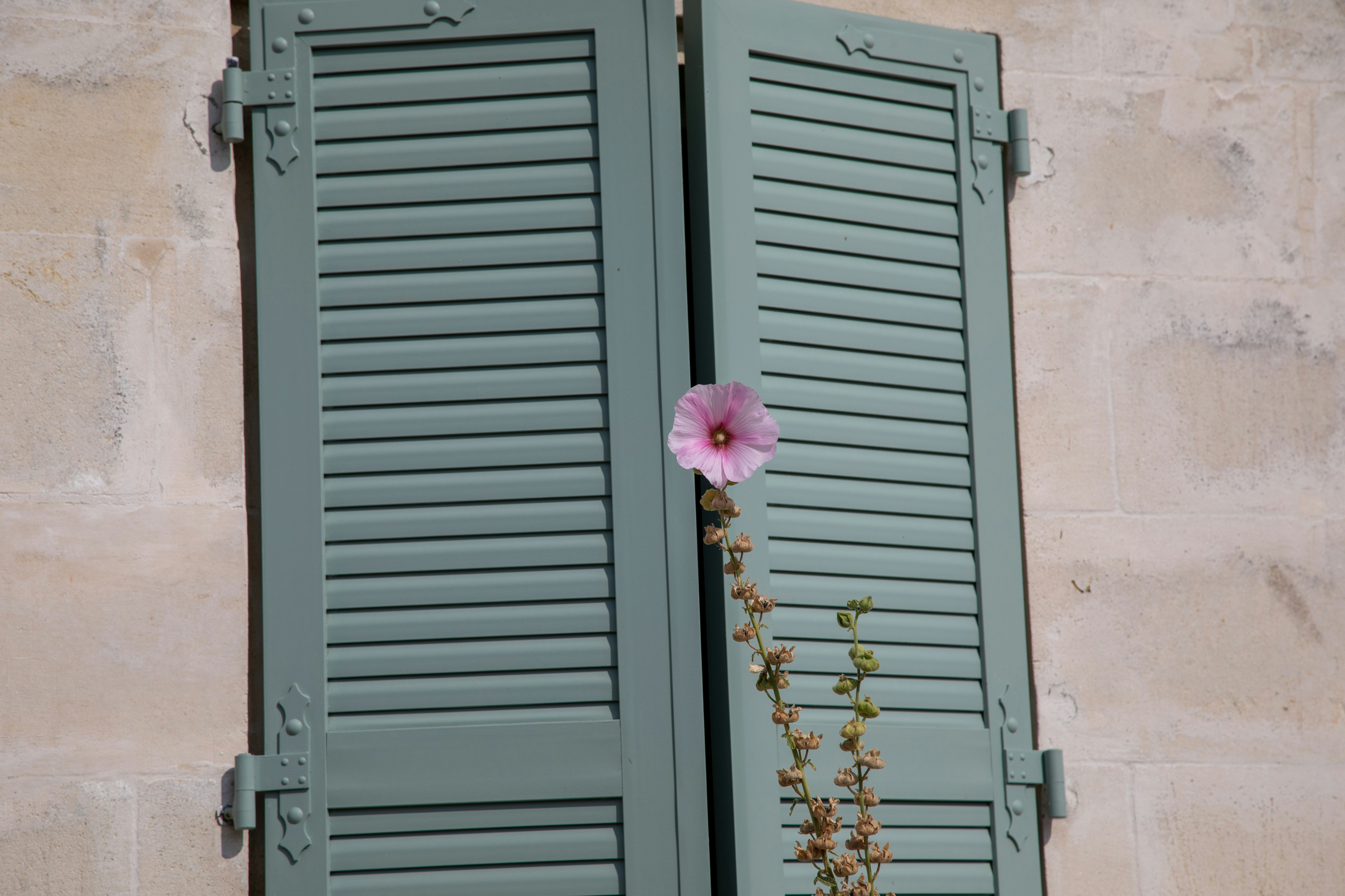 Pink flower peeking through green shutters on a stone wall.