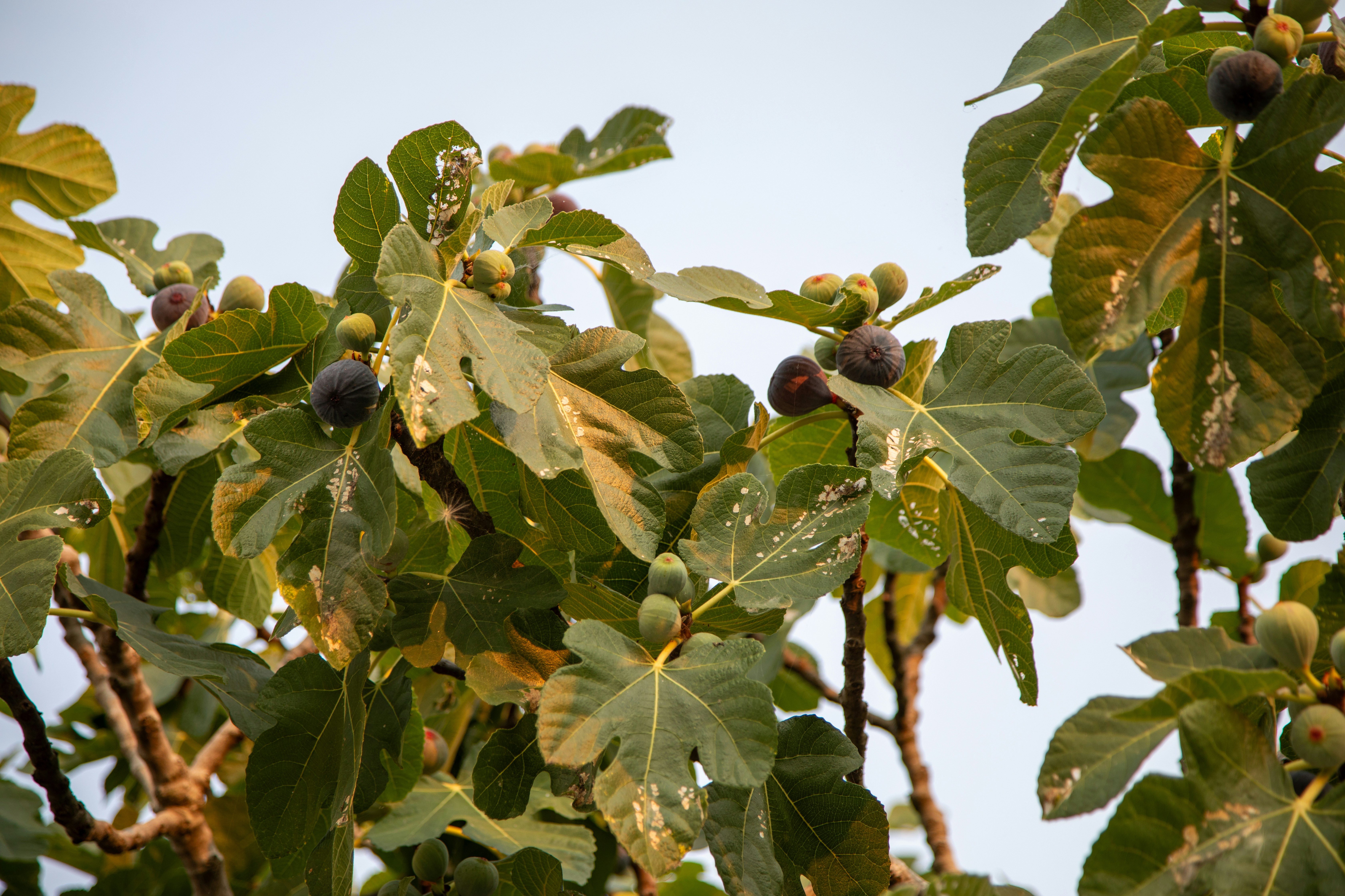 Ripe and unripe figs growing on a leafy tree.