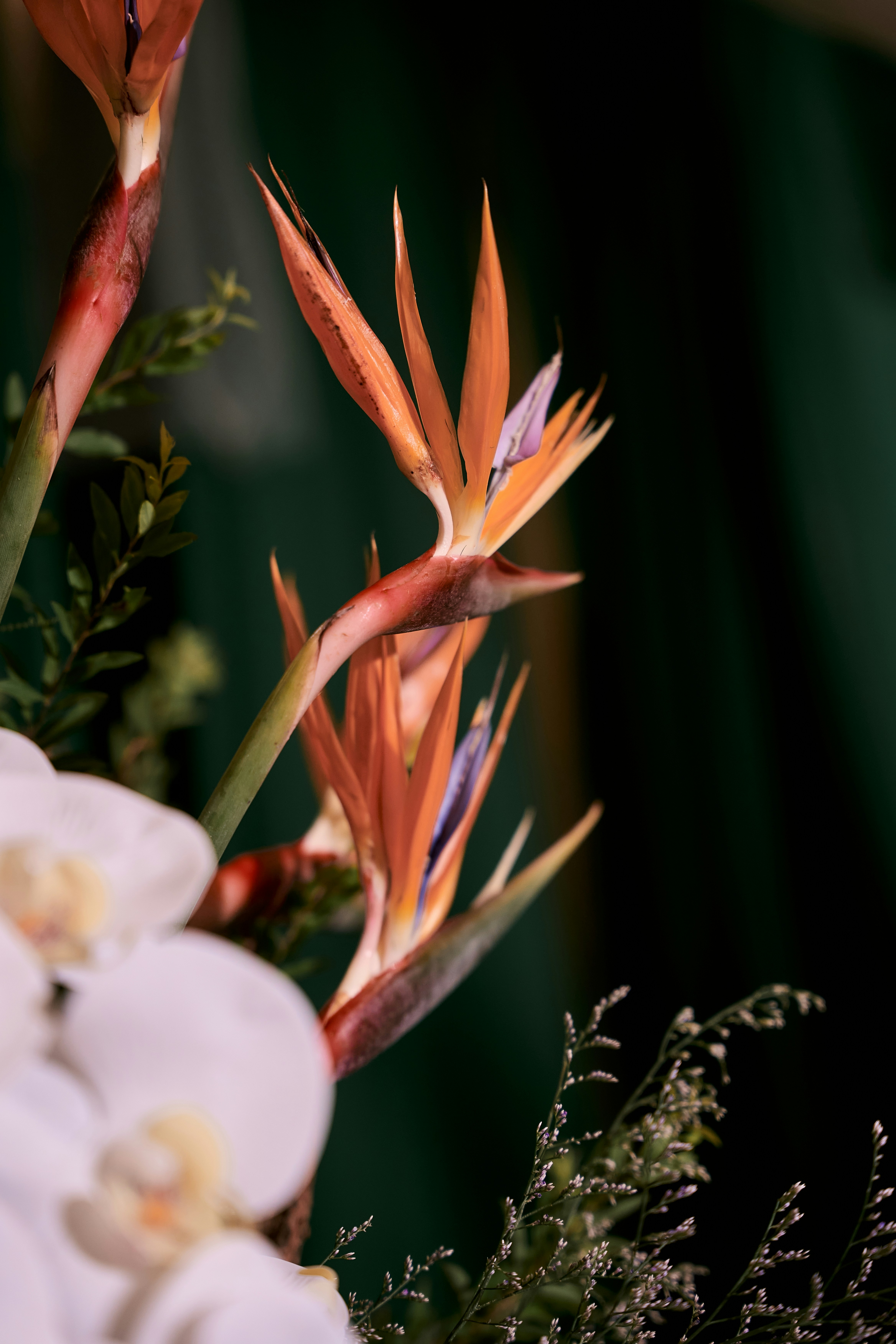 Vibrant bird of paradise flowers with white orchids