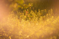 A meadow of flowering herbs glowing gold in low evening light