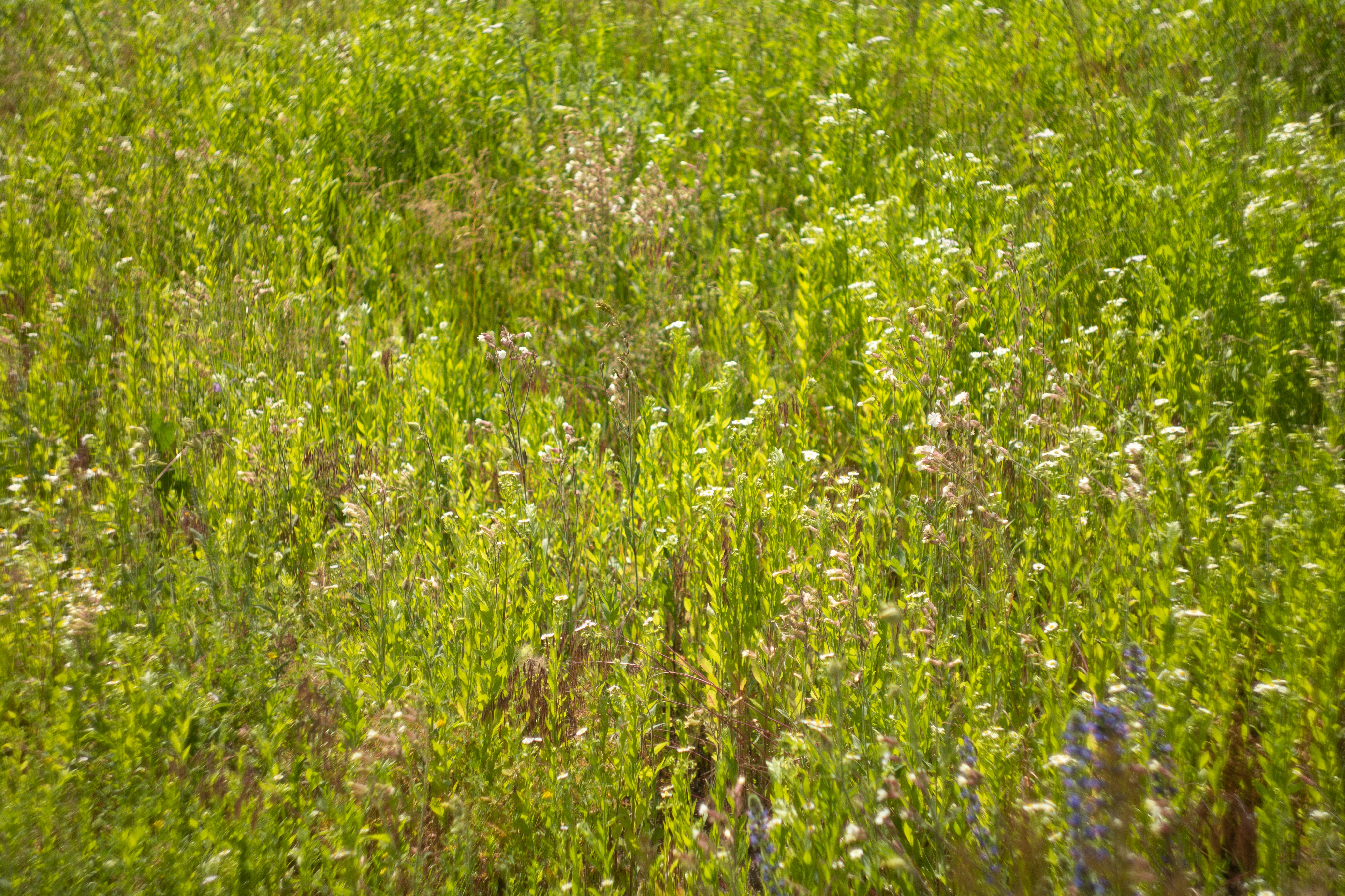 A vibrant green field filled with wildflowers under sunlight