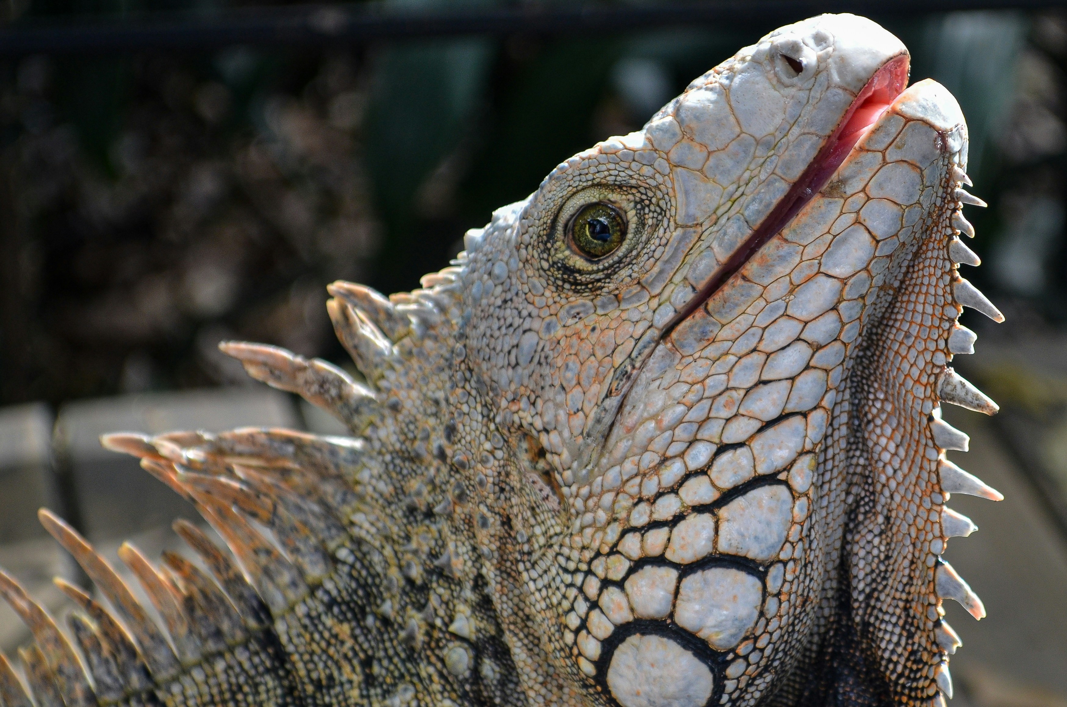 An iguana looking up with its mouth slightly open.