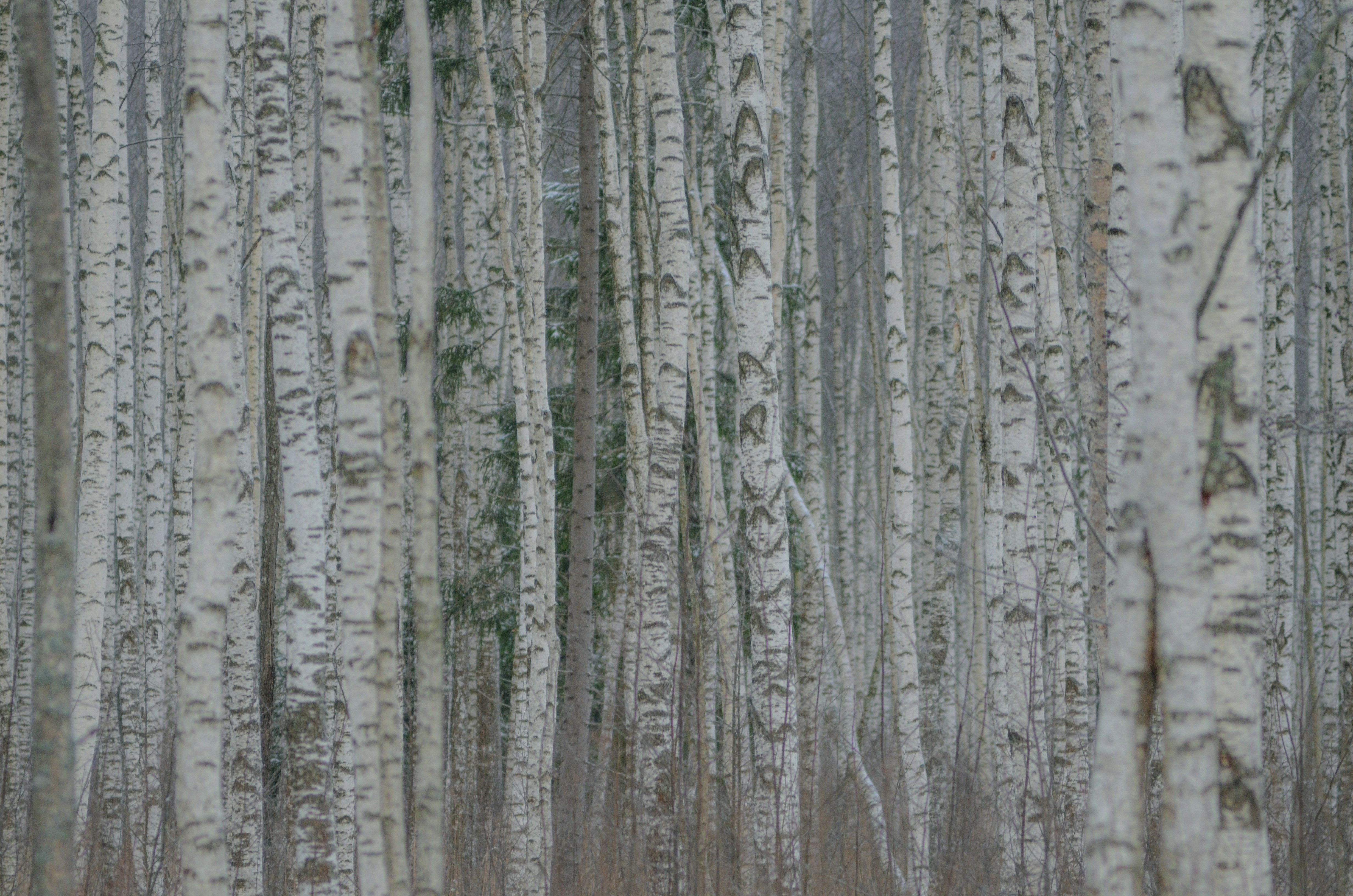 A dense forest of white birch trees.