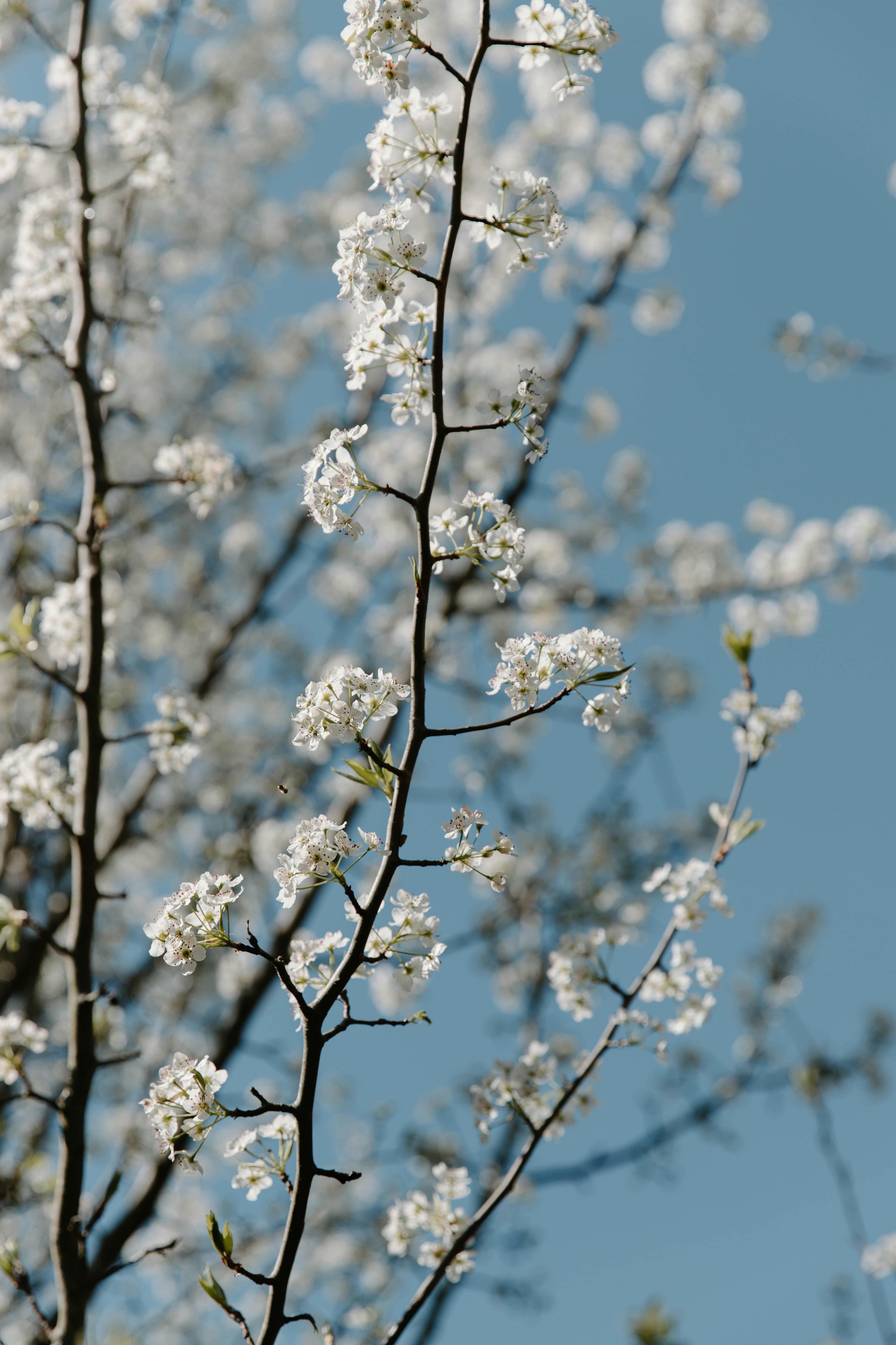 Des fleurs blanches sur les branches des arbres contre un ciel bleu clair
