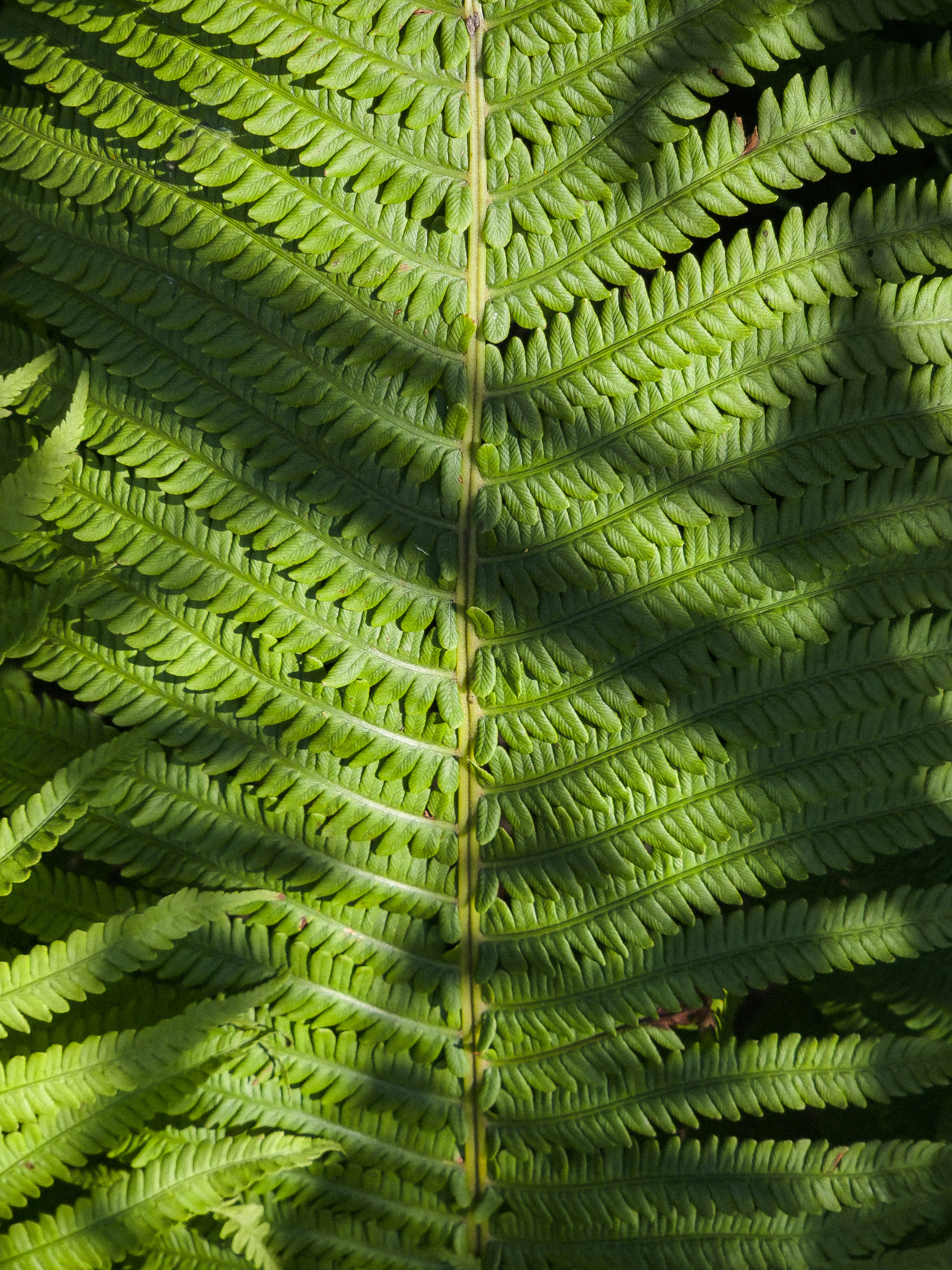 Fern leaf illuminated by sunlight and dappled shadows