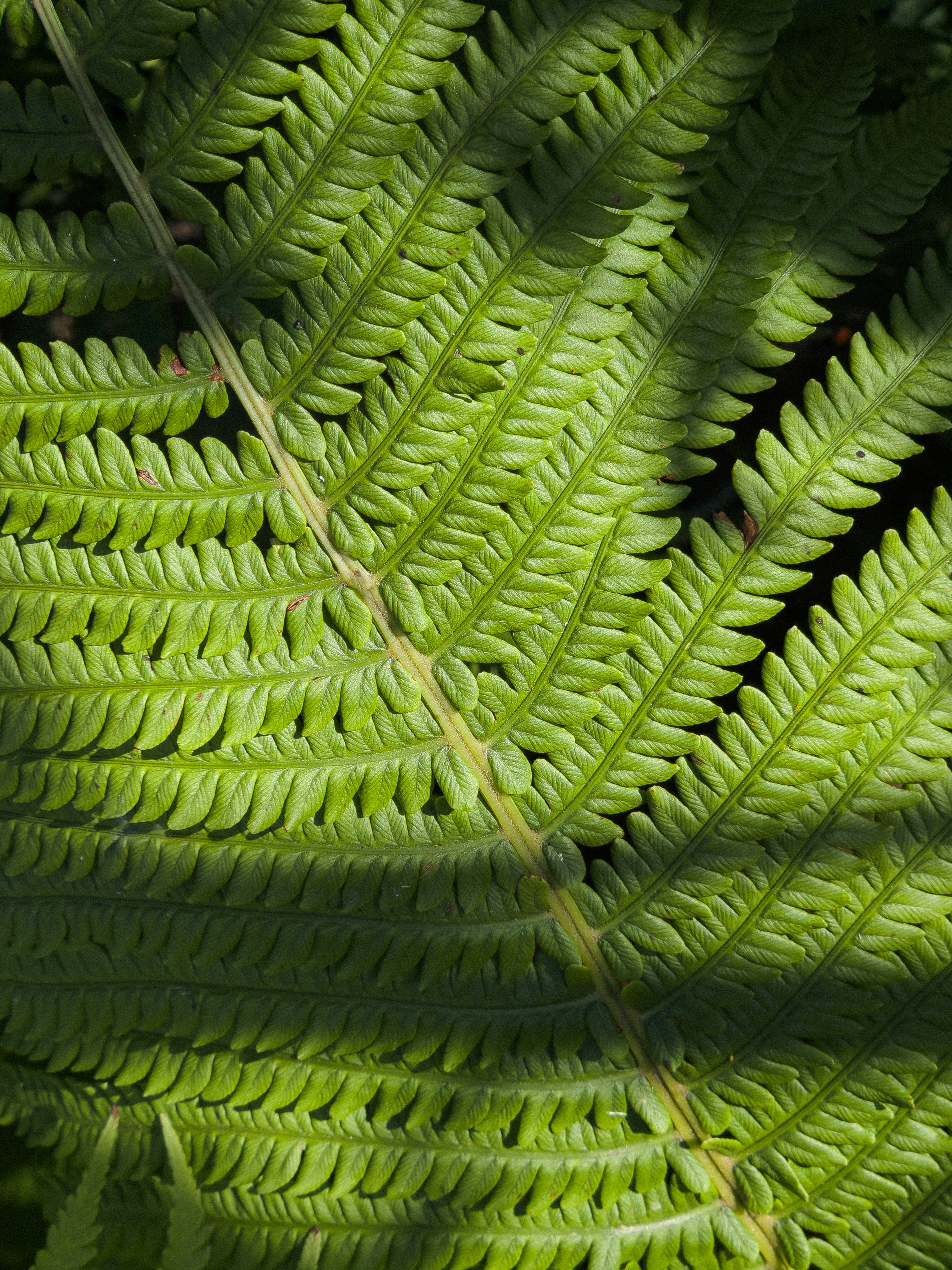 Lush green fern leaf with dappled sunlight