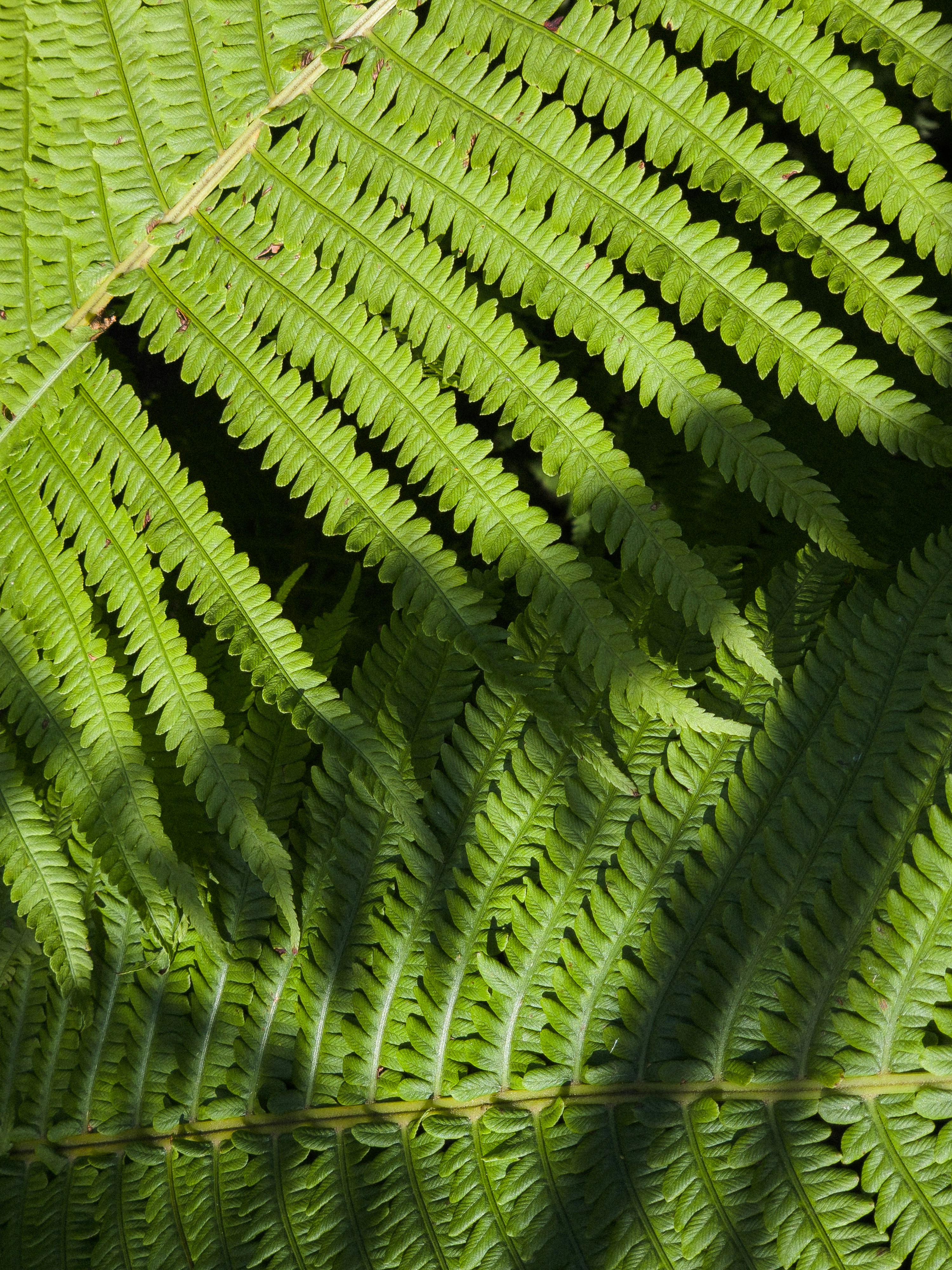 Green fern leaves casting shadows