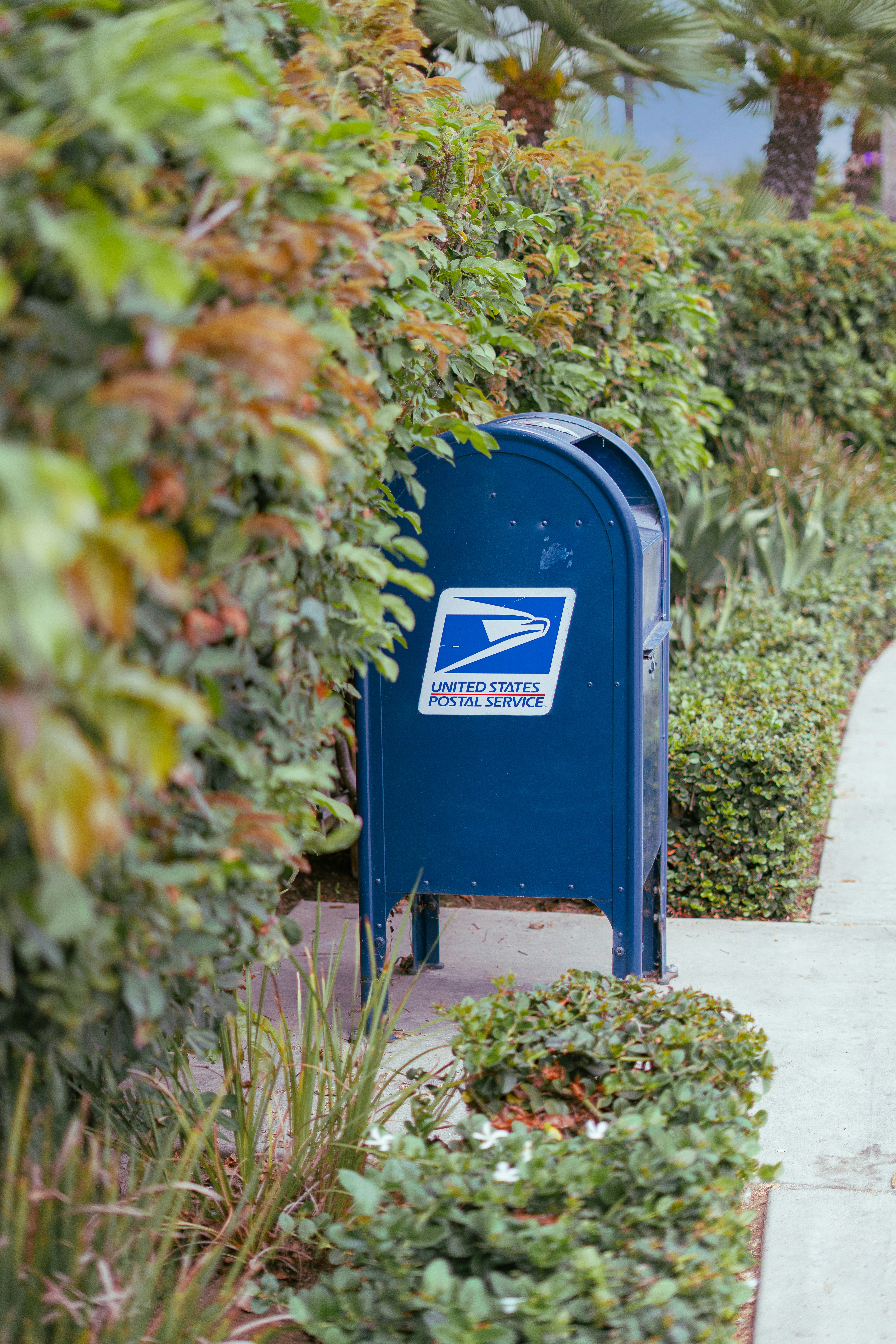 Une boîte aux lettres bleue de l’USPS se dresse parmi des buissons et des plantes vertes