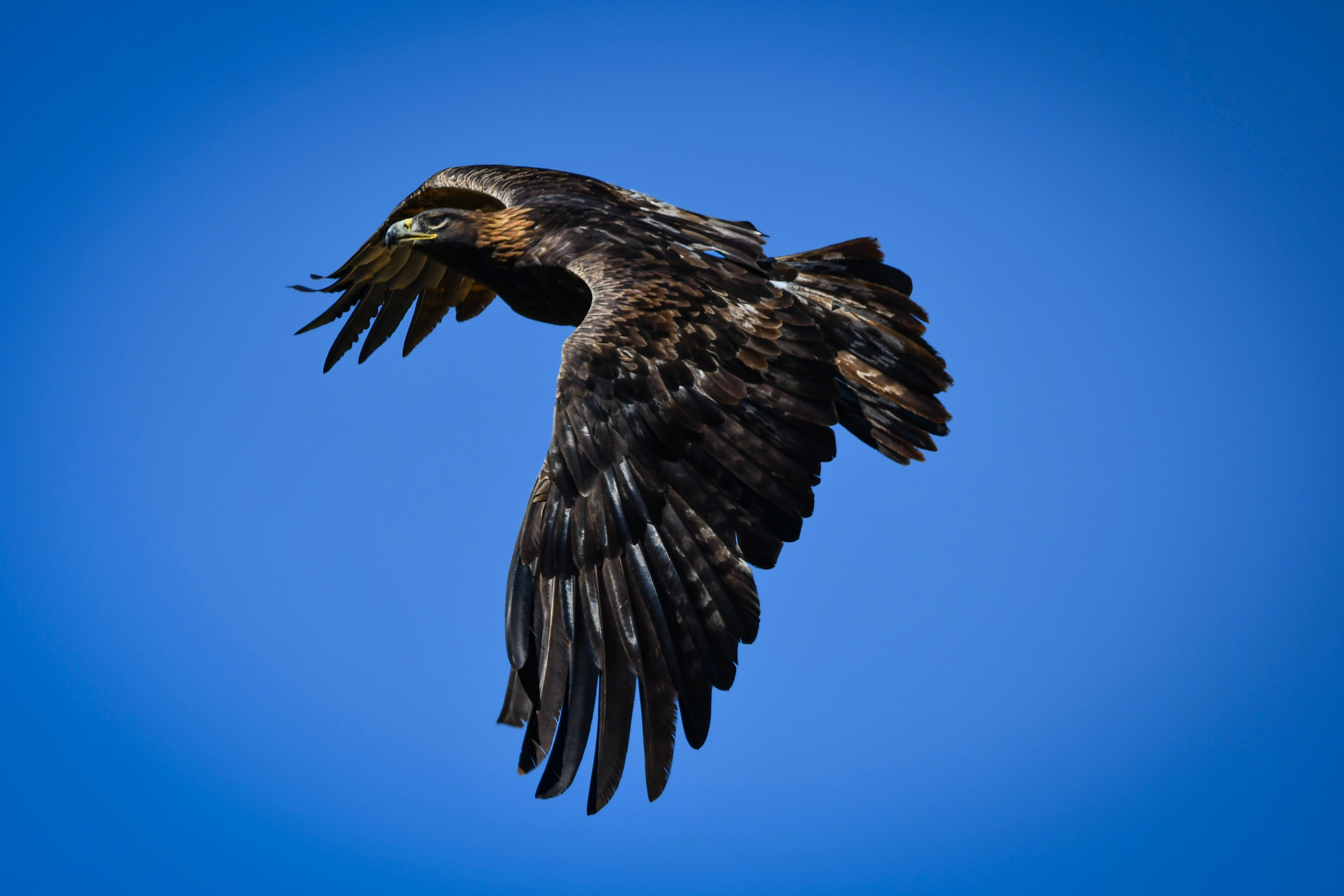 Un aigle sombre volant contre un ciel bleu clair.