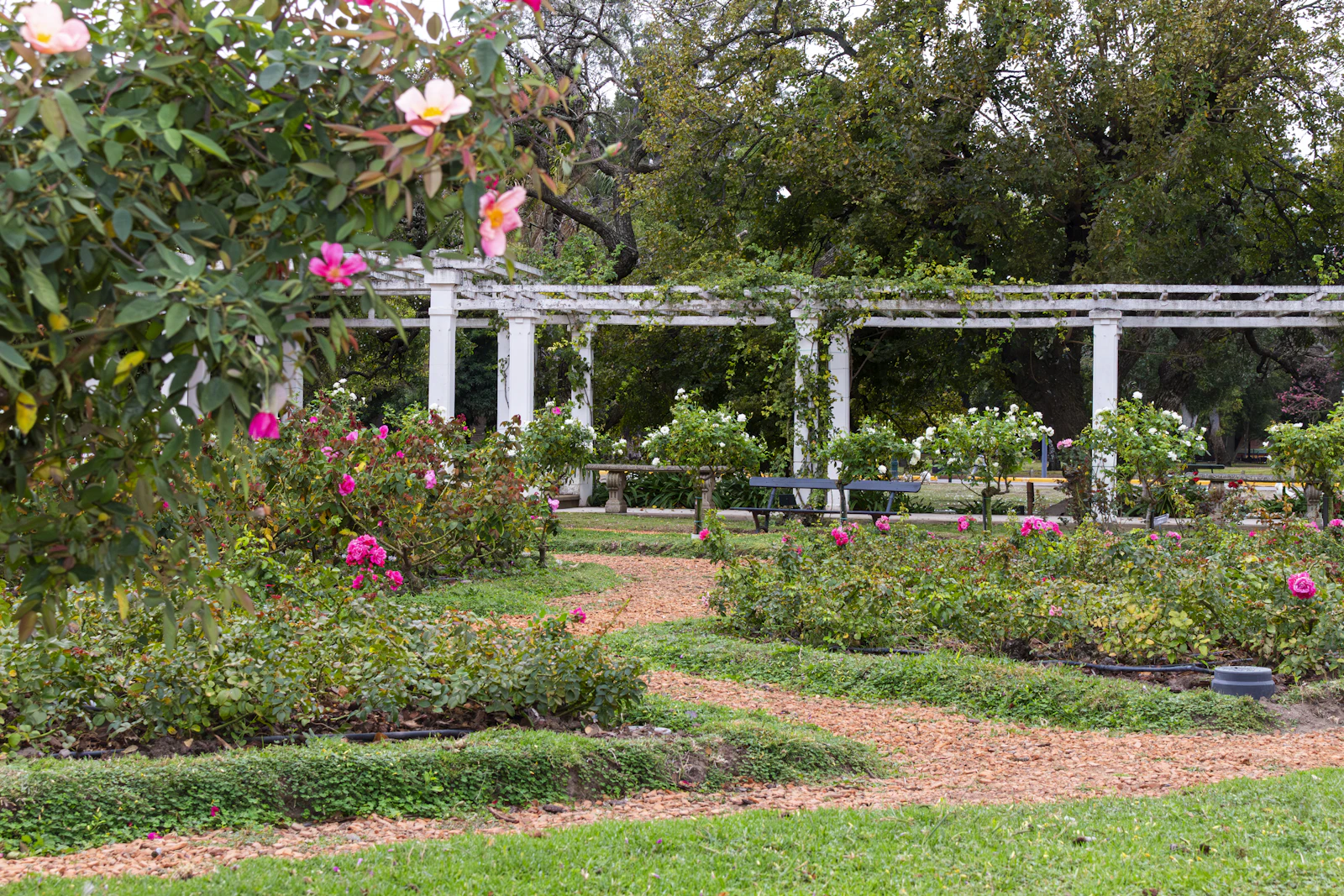 Inez Grant Parker Memorial Rose Garden