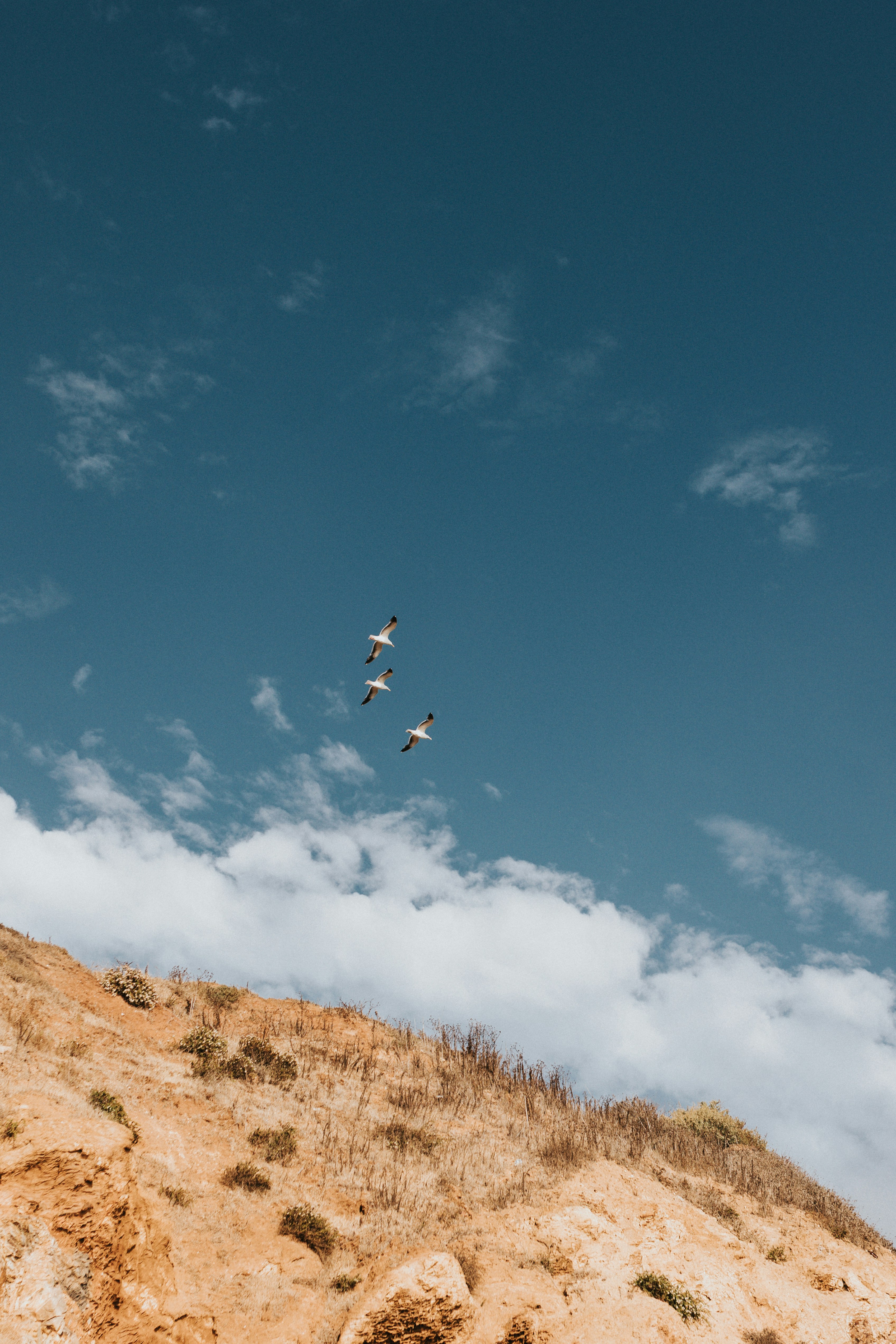 Three birds soaring over a sandy cliff and blue sky.