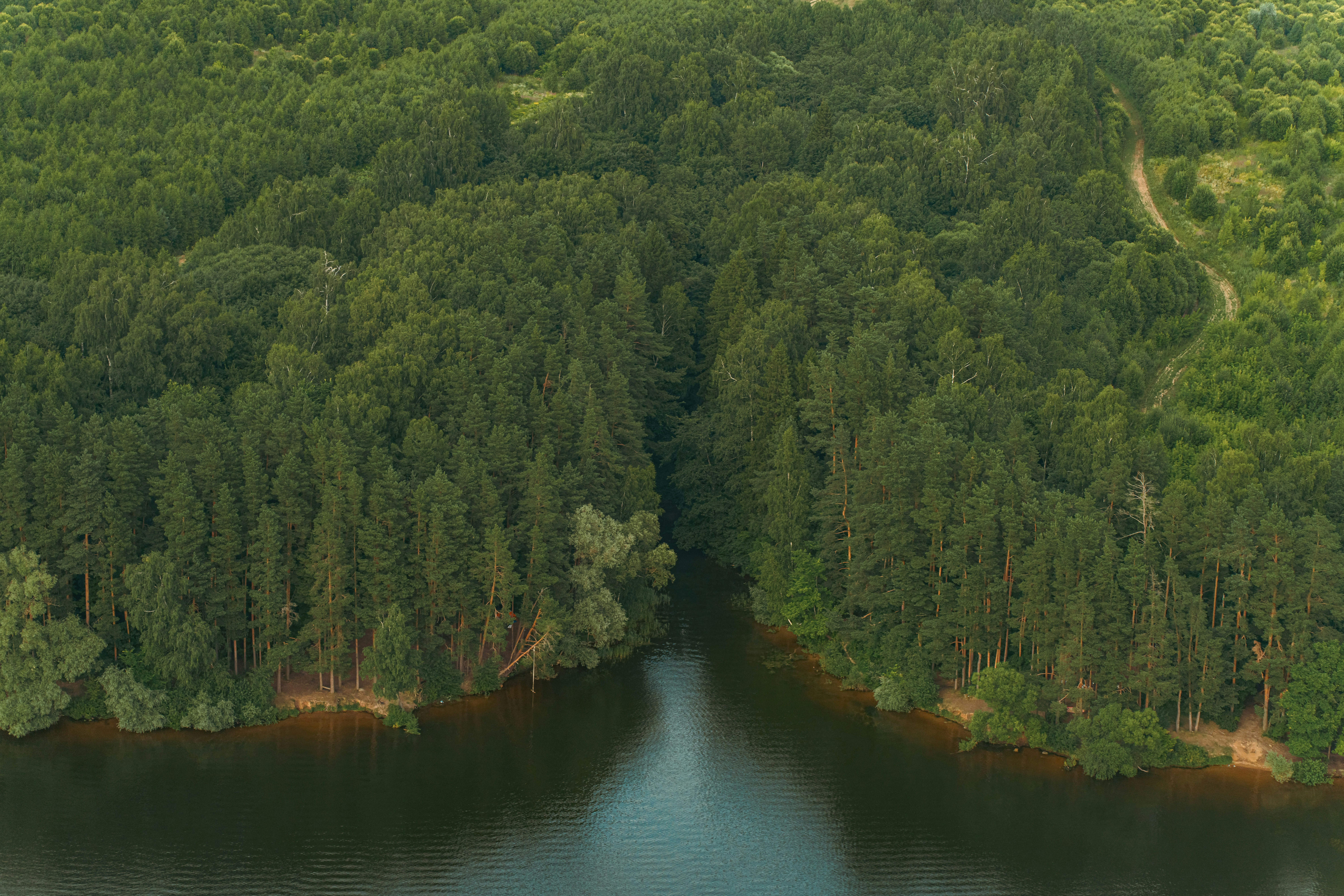 Dichter grüner Wald trifft auf ein ruhiges Gewässer.