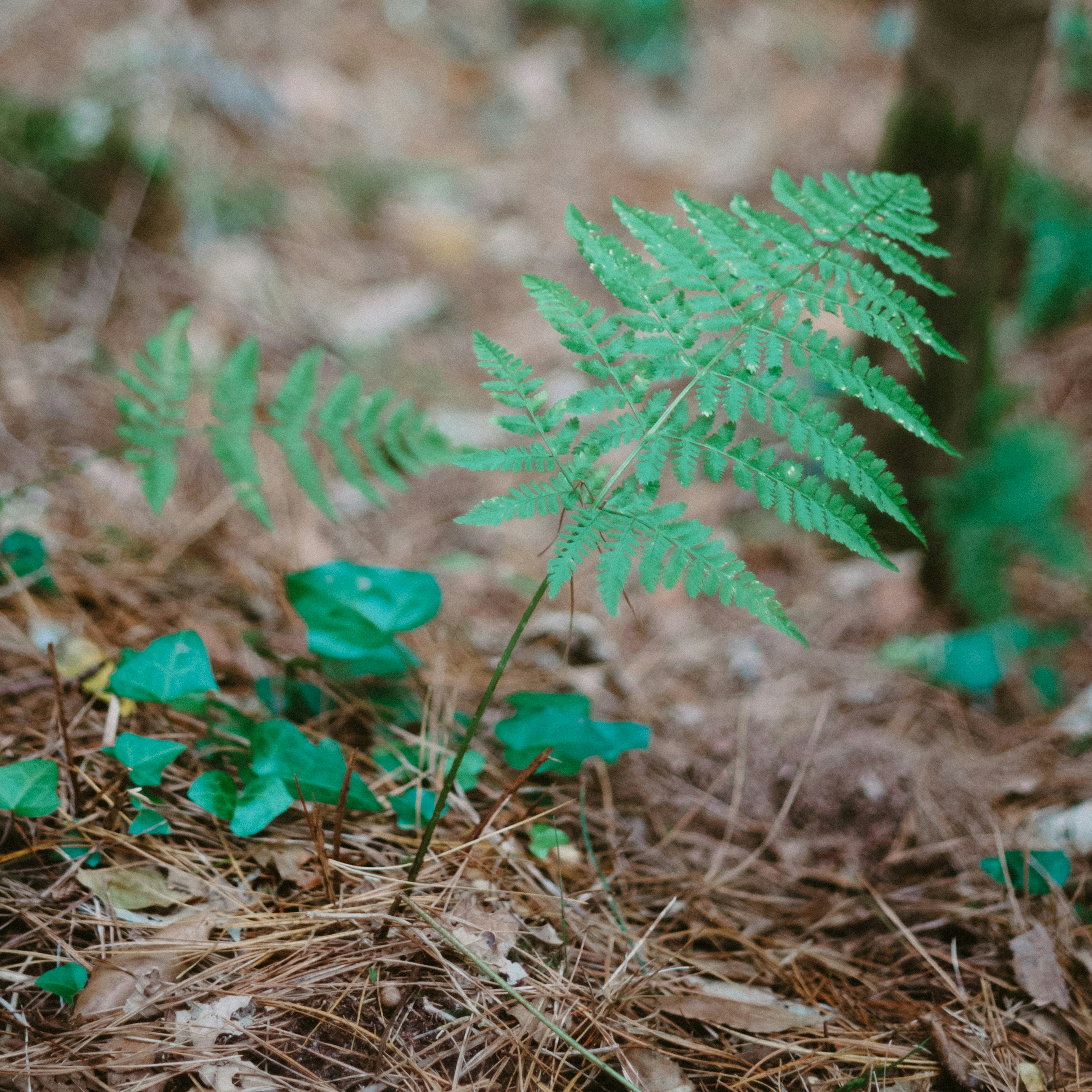 Fresh green fern plant on a forest floor