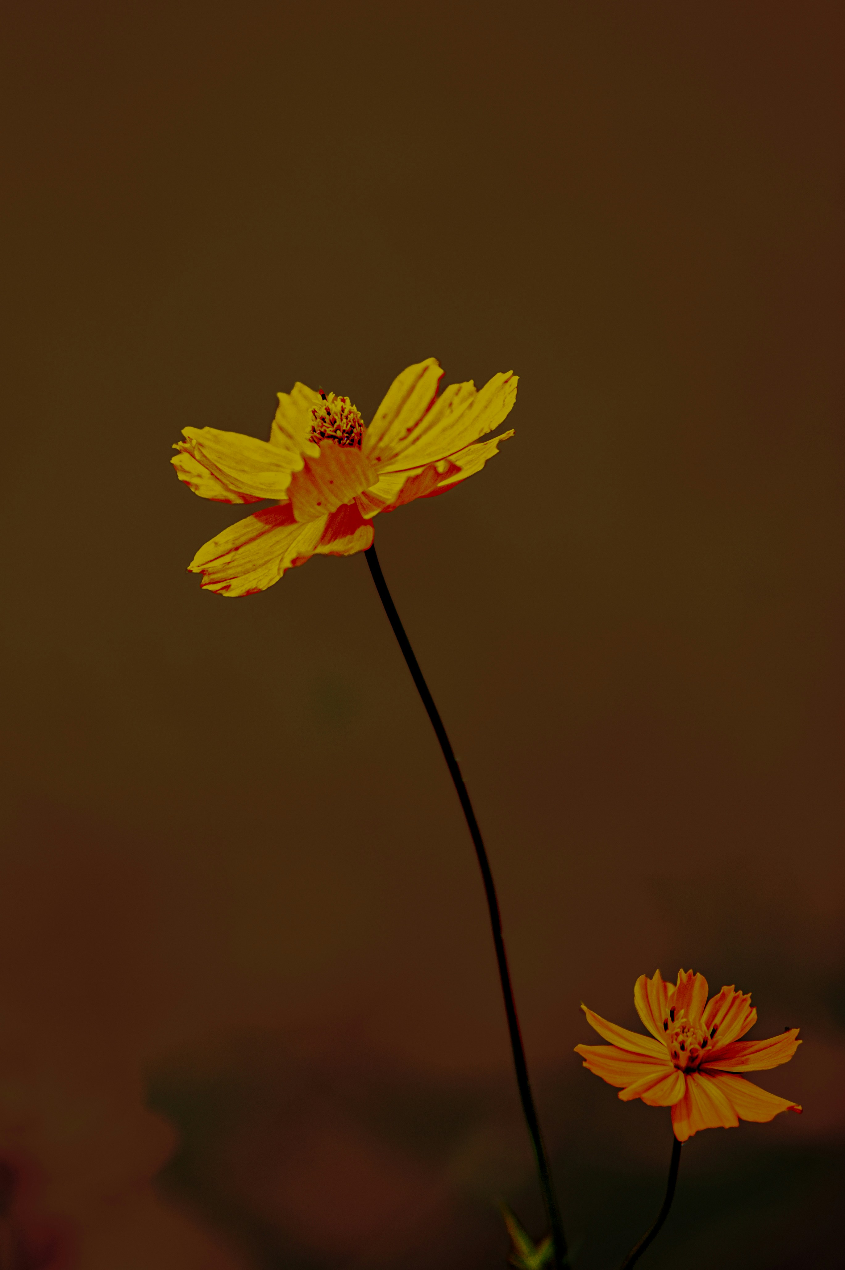 Two vibrant yellow flowers stand against a dark background.