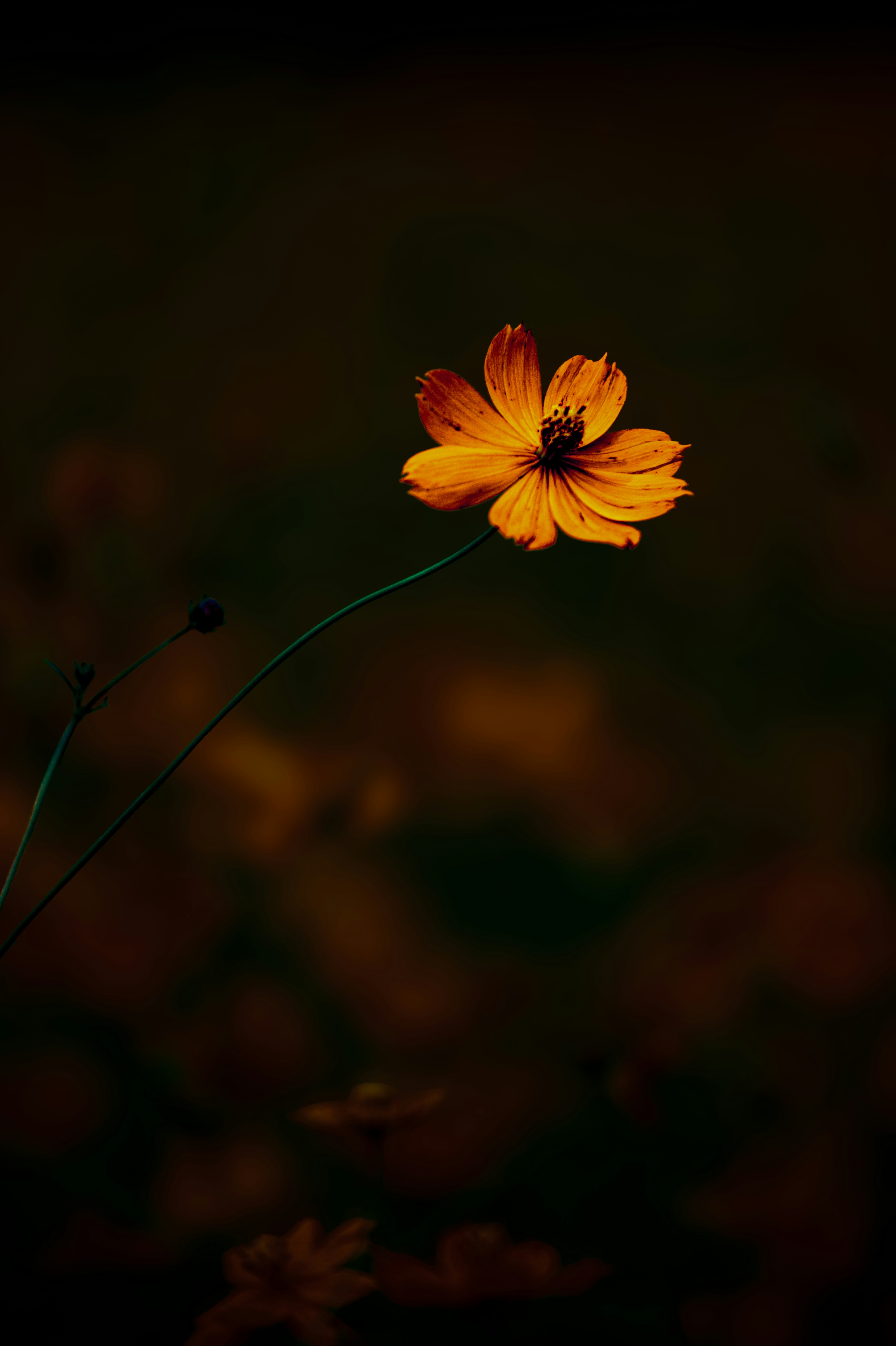 Vibrant orange flower with a dark, out-of-focus background.