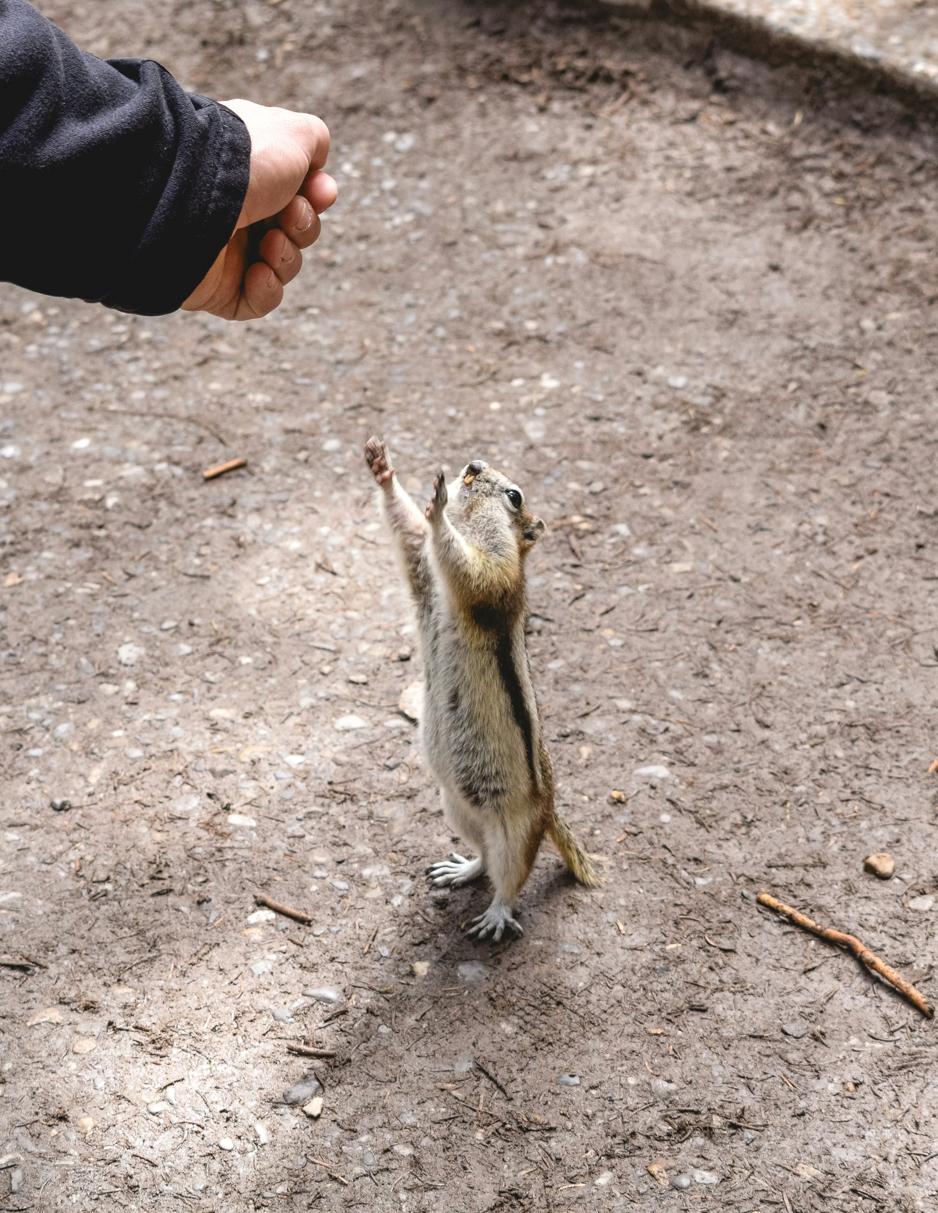 A chipmunk reaches for food from a human hand
