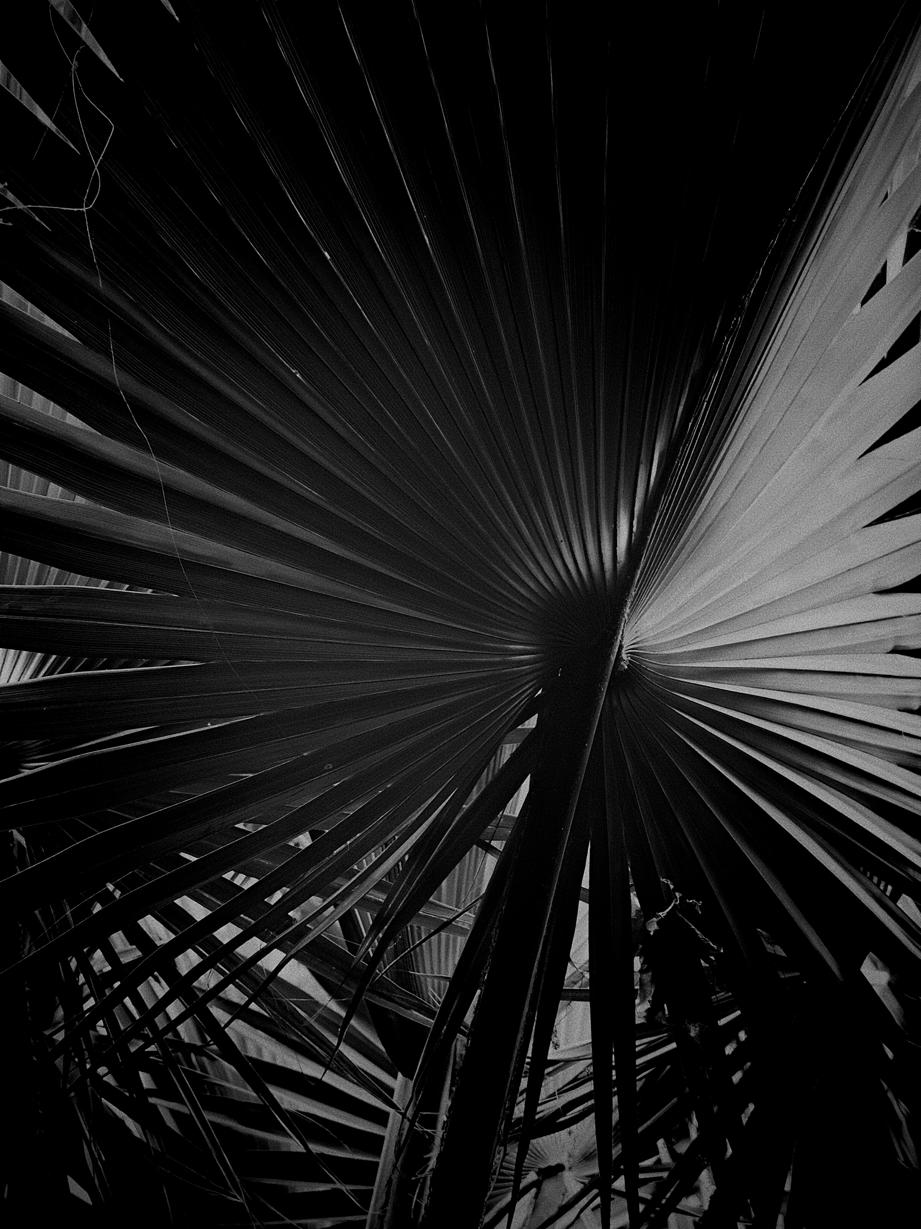 Monochromatic palm frond with dramatic light and shadow