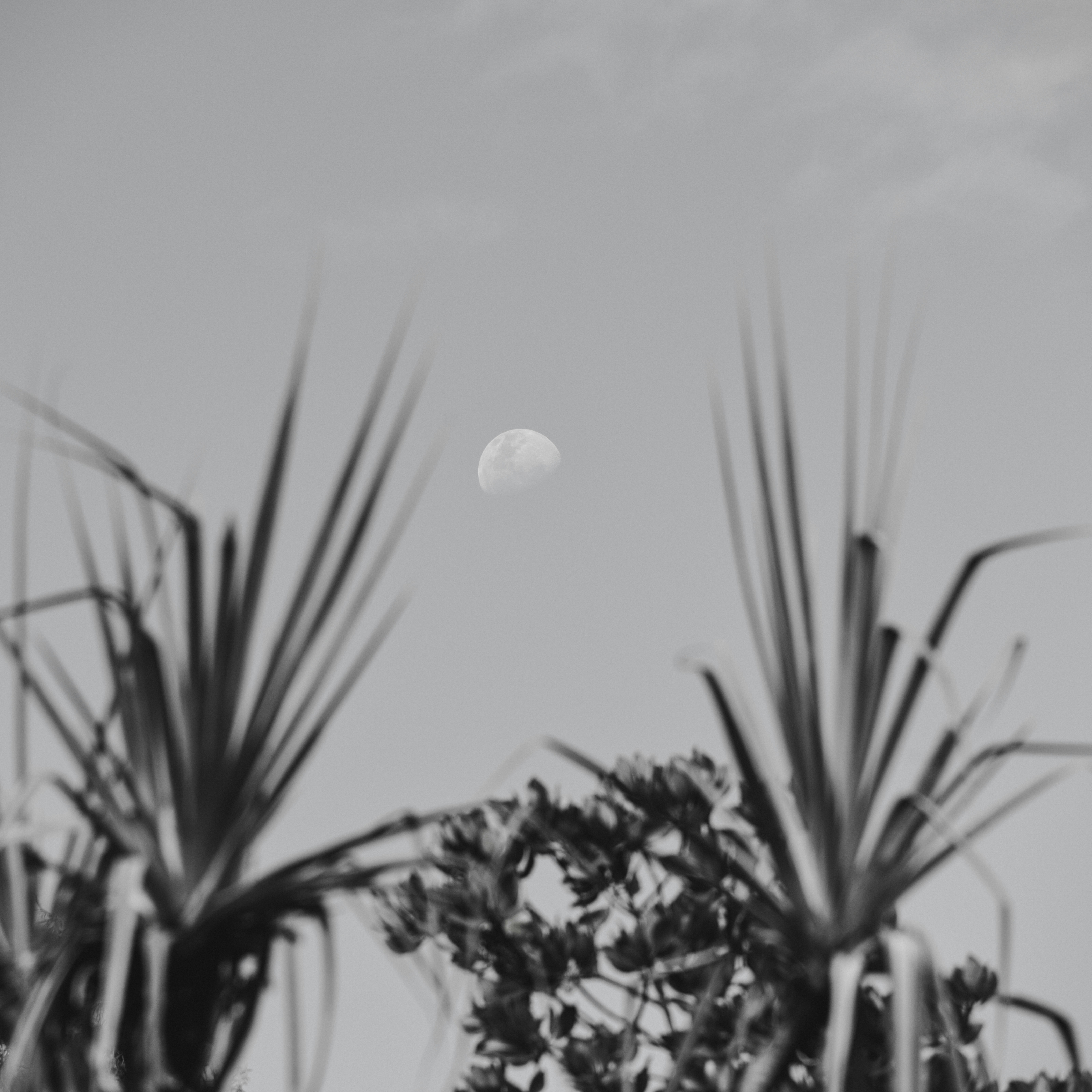 Monochrome half moon in sky above blurred tropical foliage
