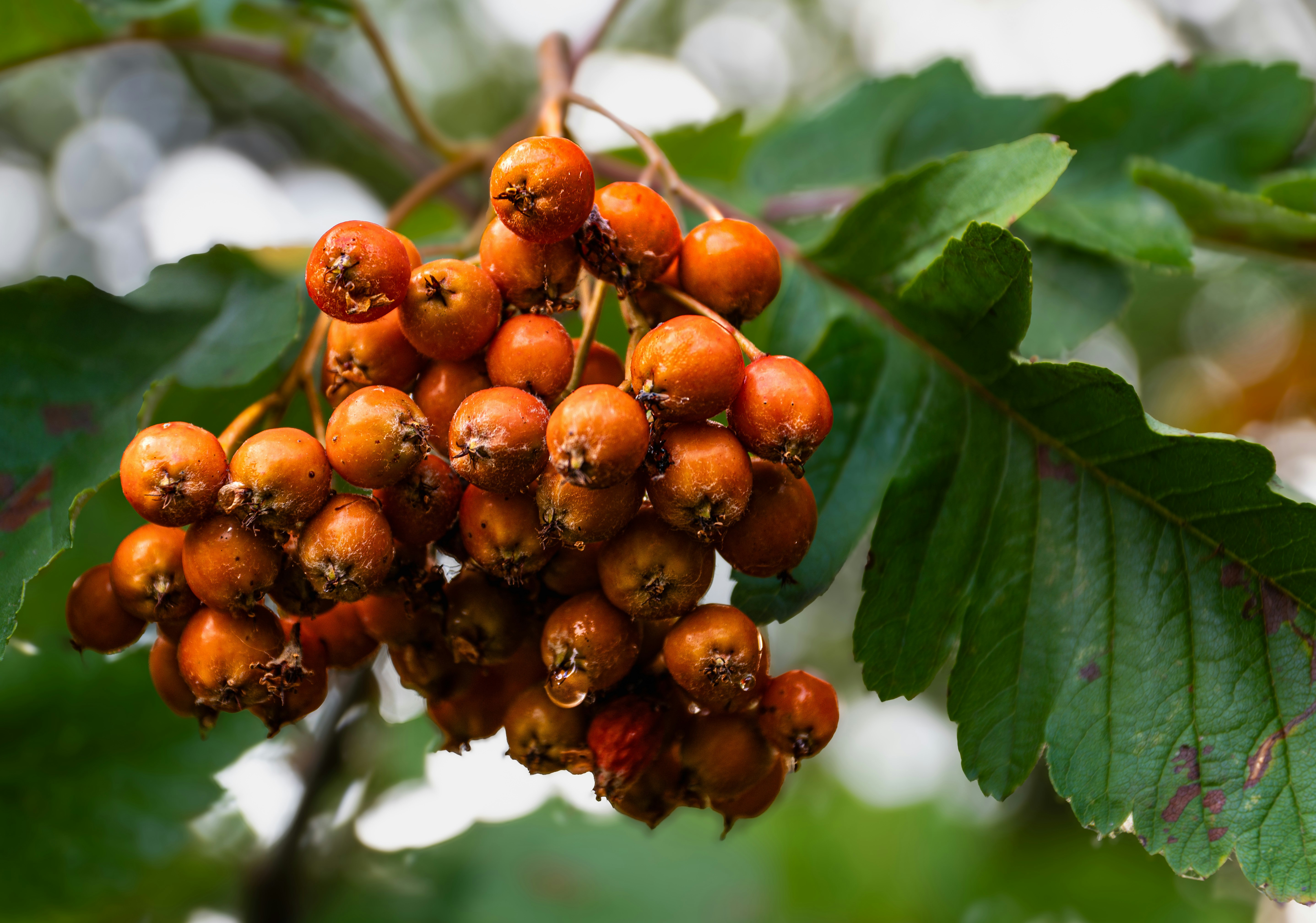 Cluster of orange berries with green leaves and water droplets.