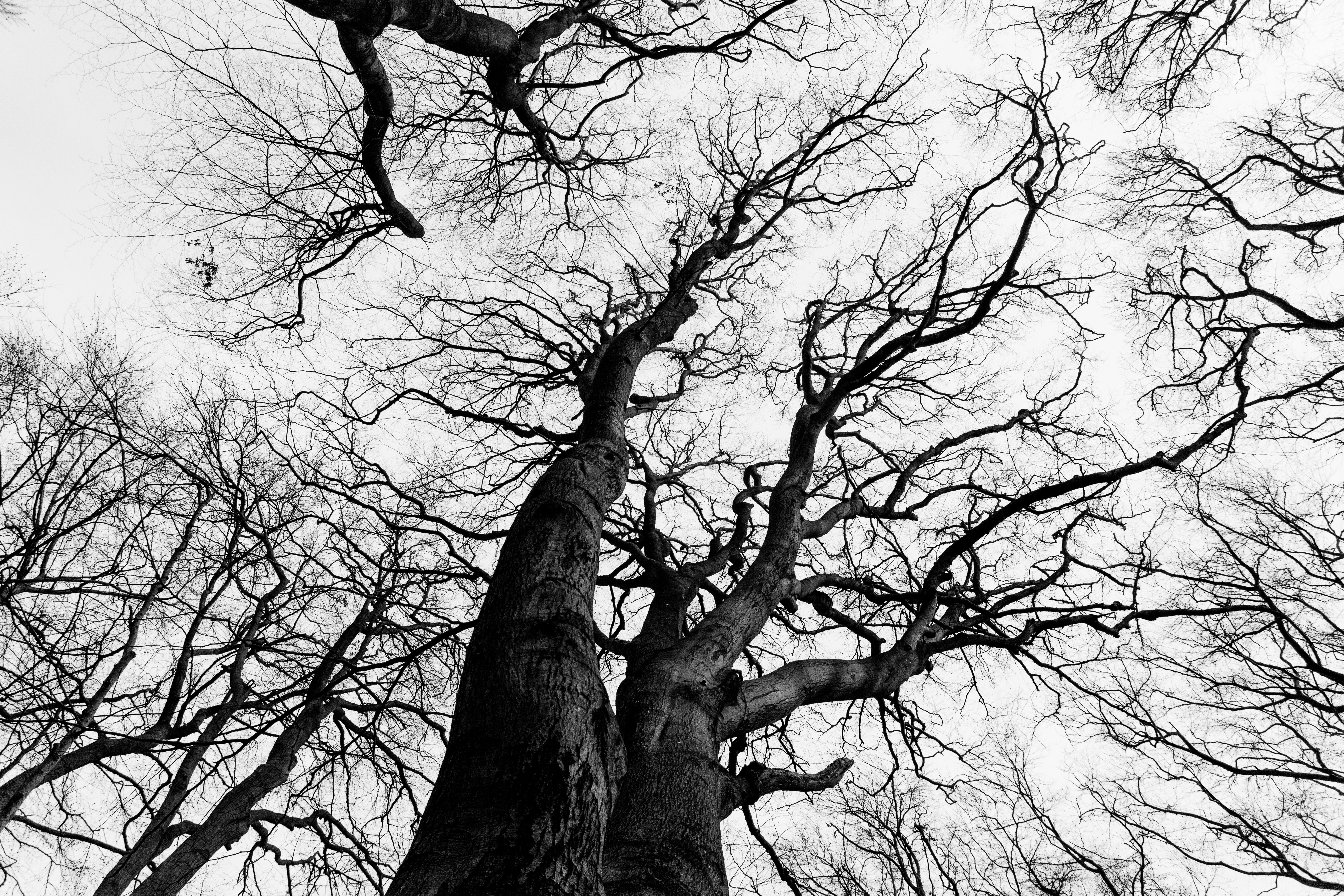 Black and white bare tree branches against a light sky