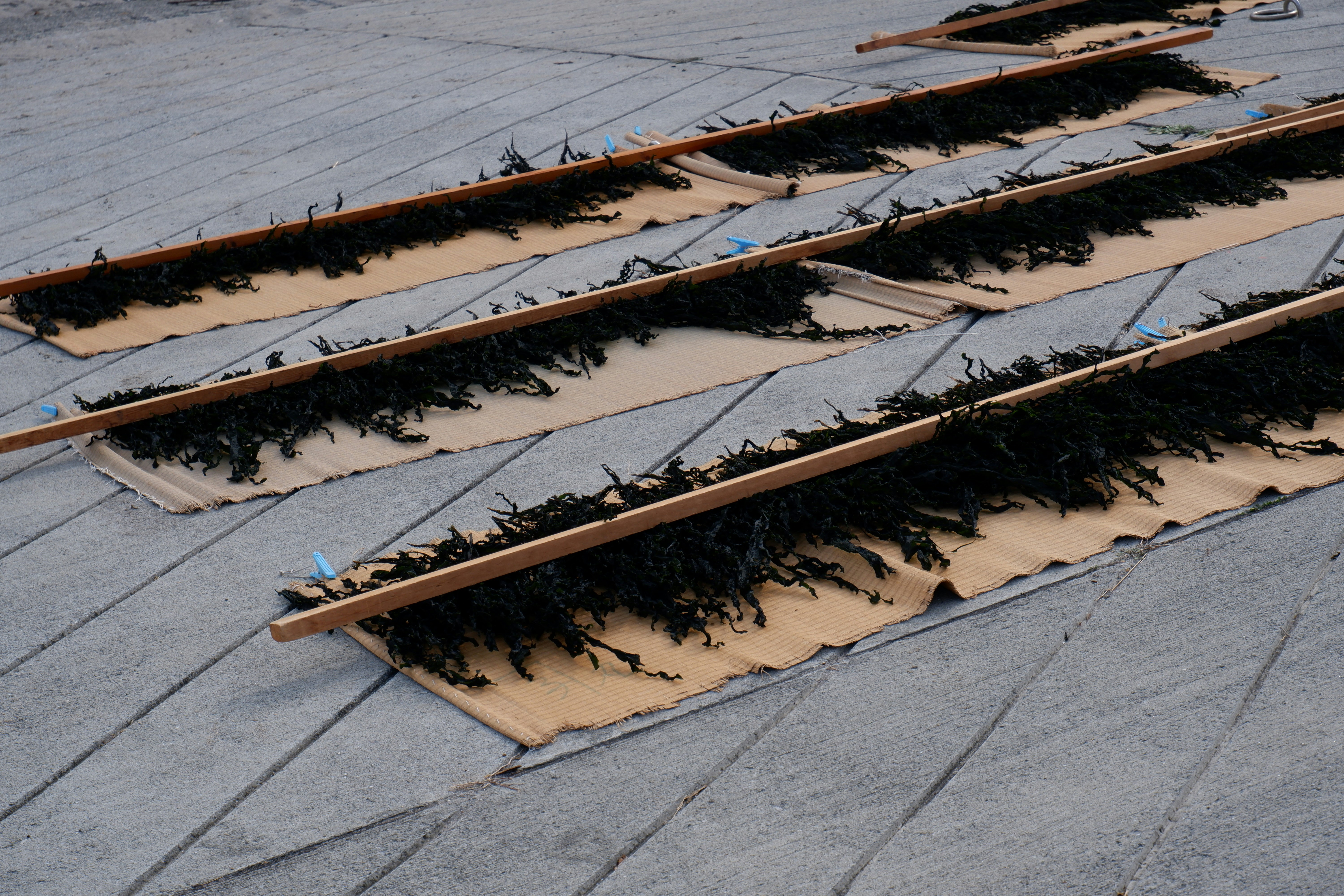 Rows of dark seaweed drying on a gray shingled roof.