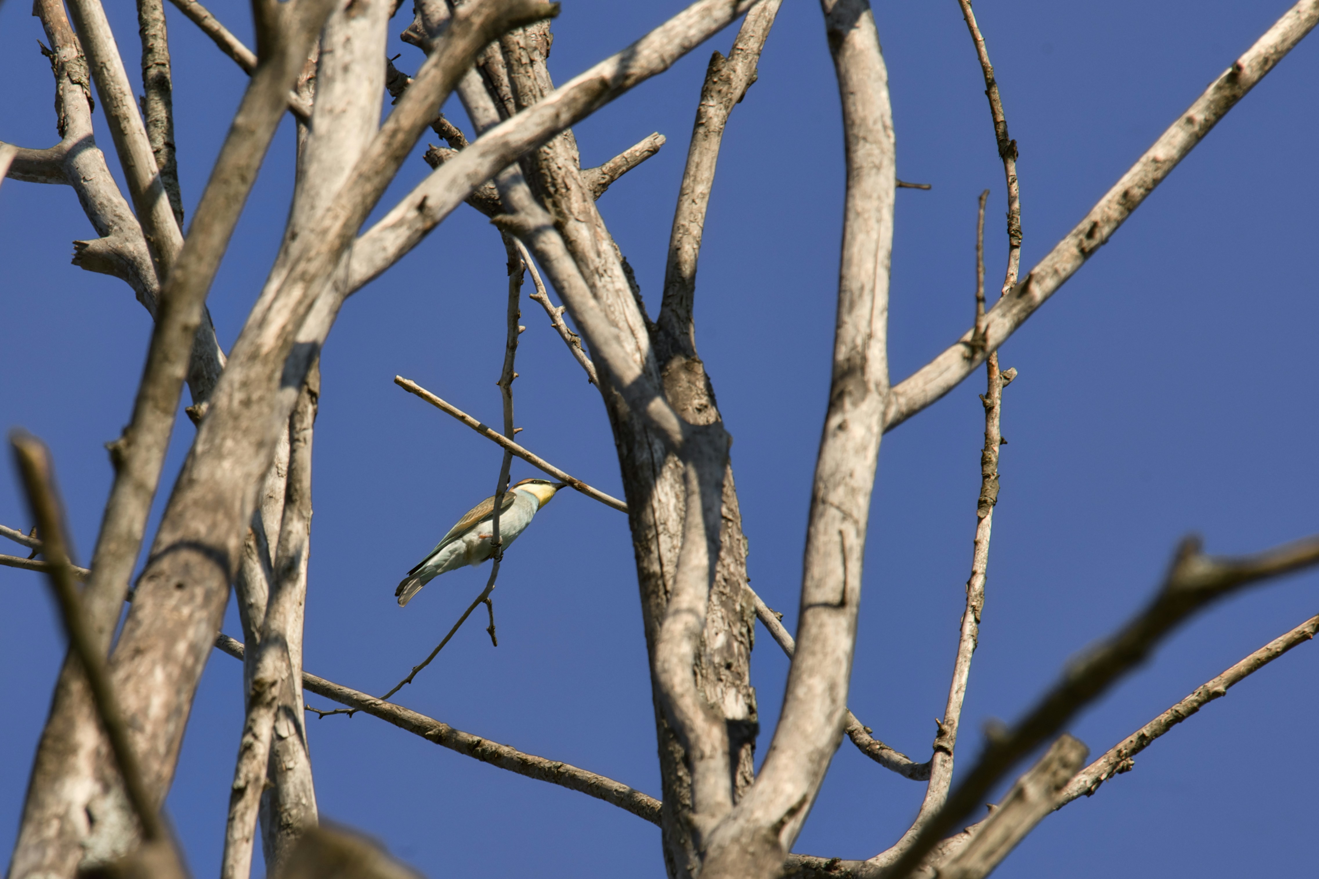 A bird perches on bare tree branches, blue sky.