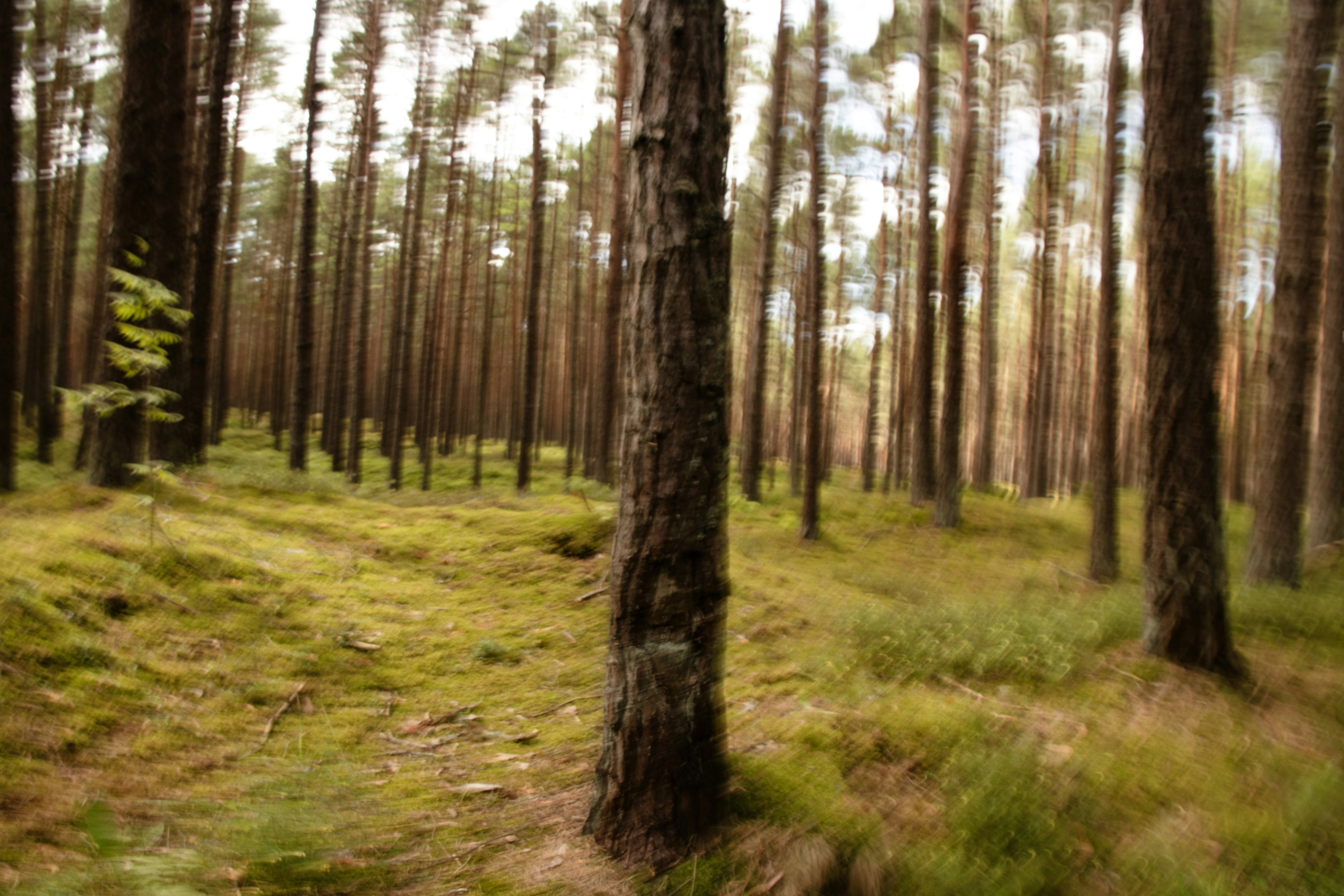 A dense forest with tall trees and mossy ground
