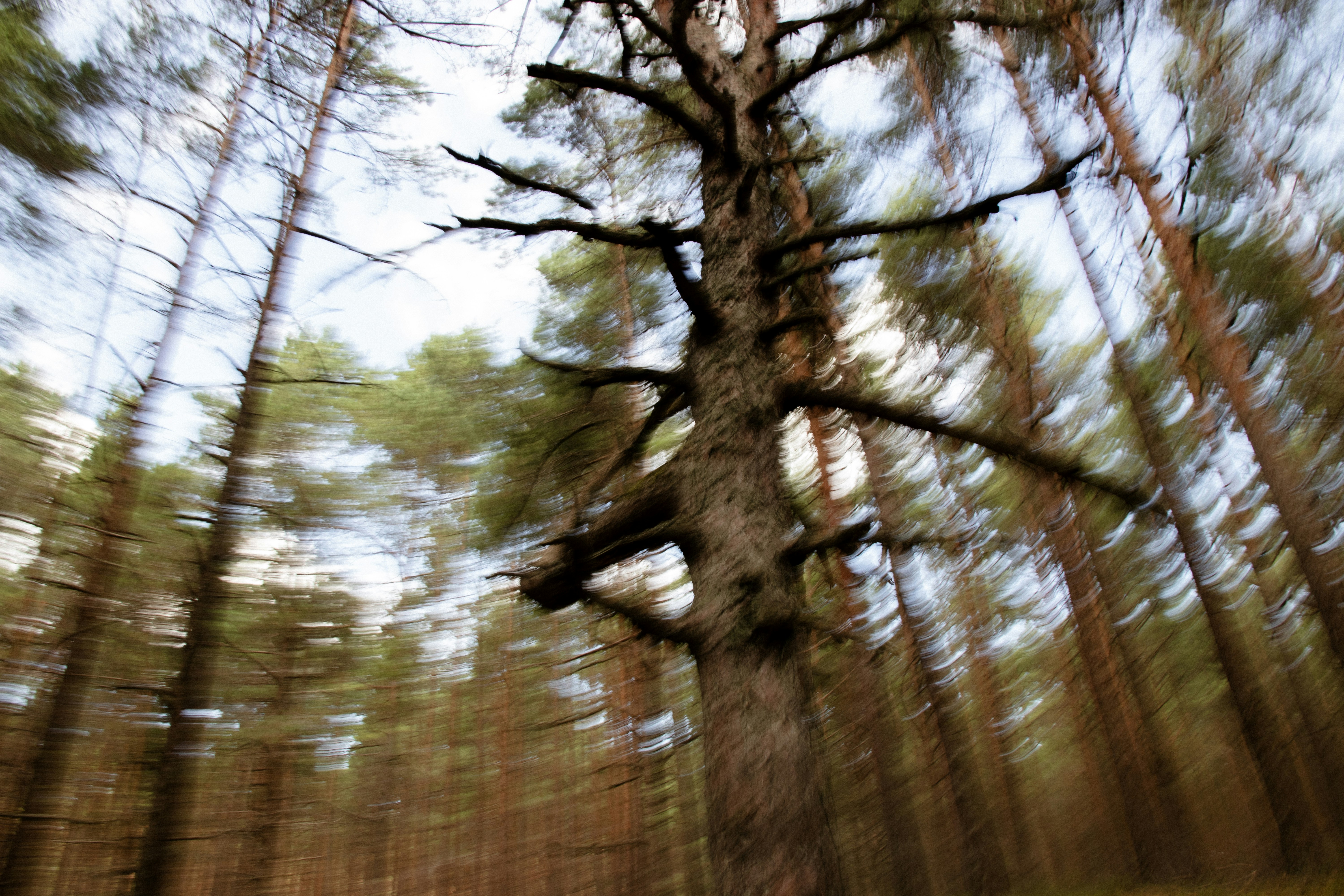 Motion blur effect on tall pine trees in a forest