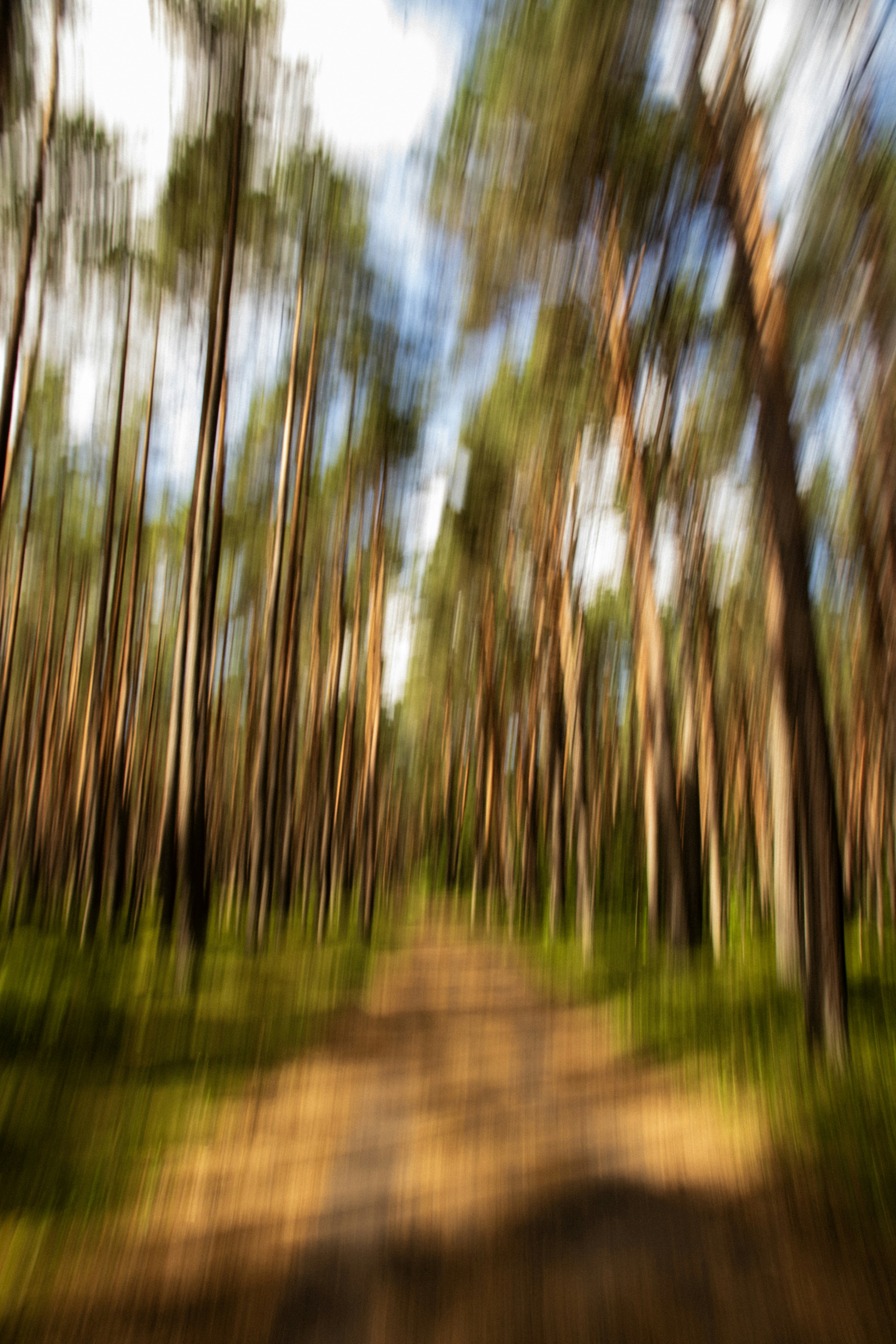 Blurred forest path with tall trees creating a motion effect