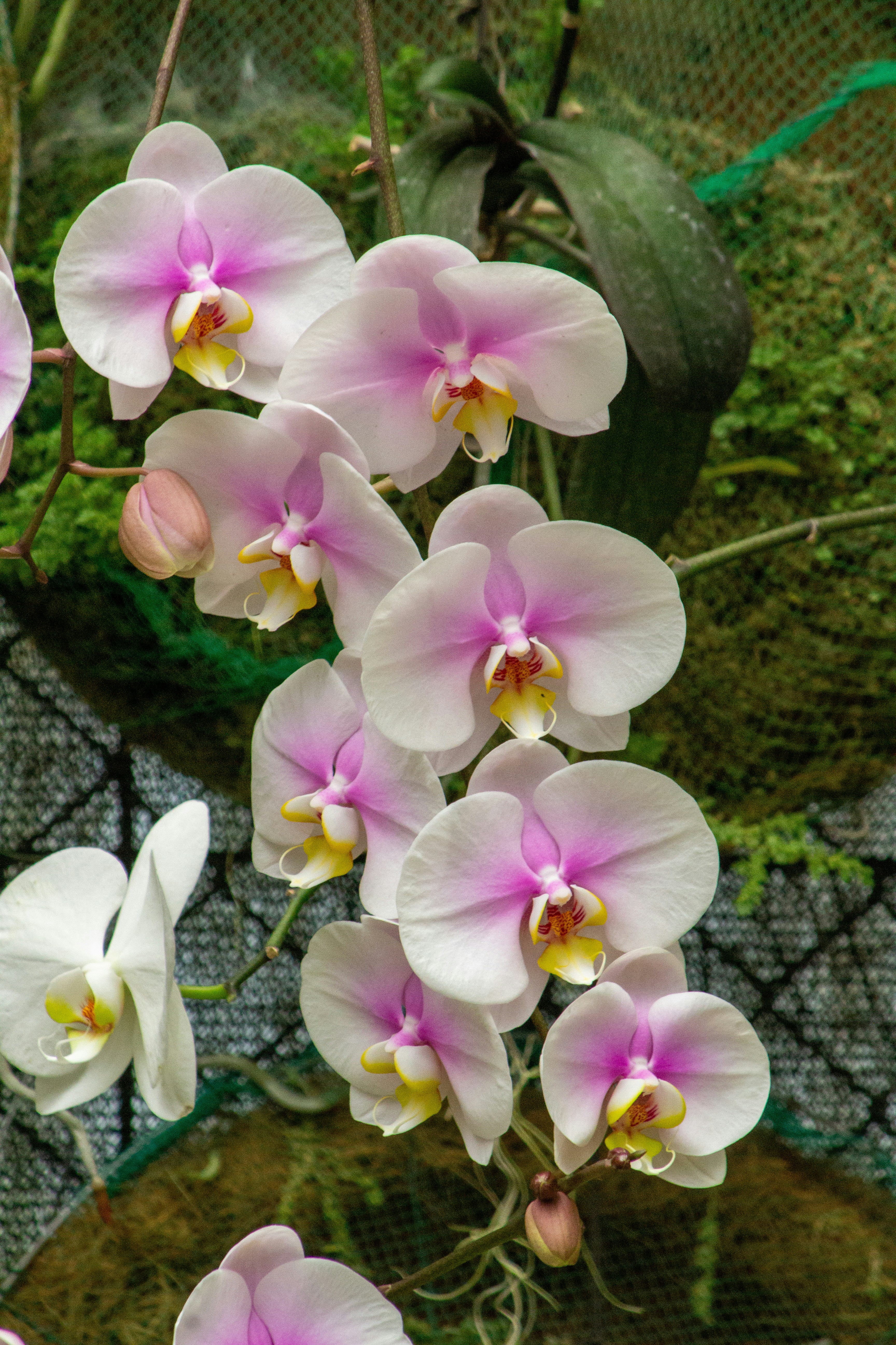 Орхідея (фаленопсис) — Phalaenopsis amabilis