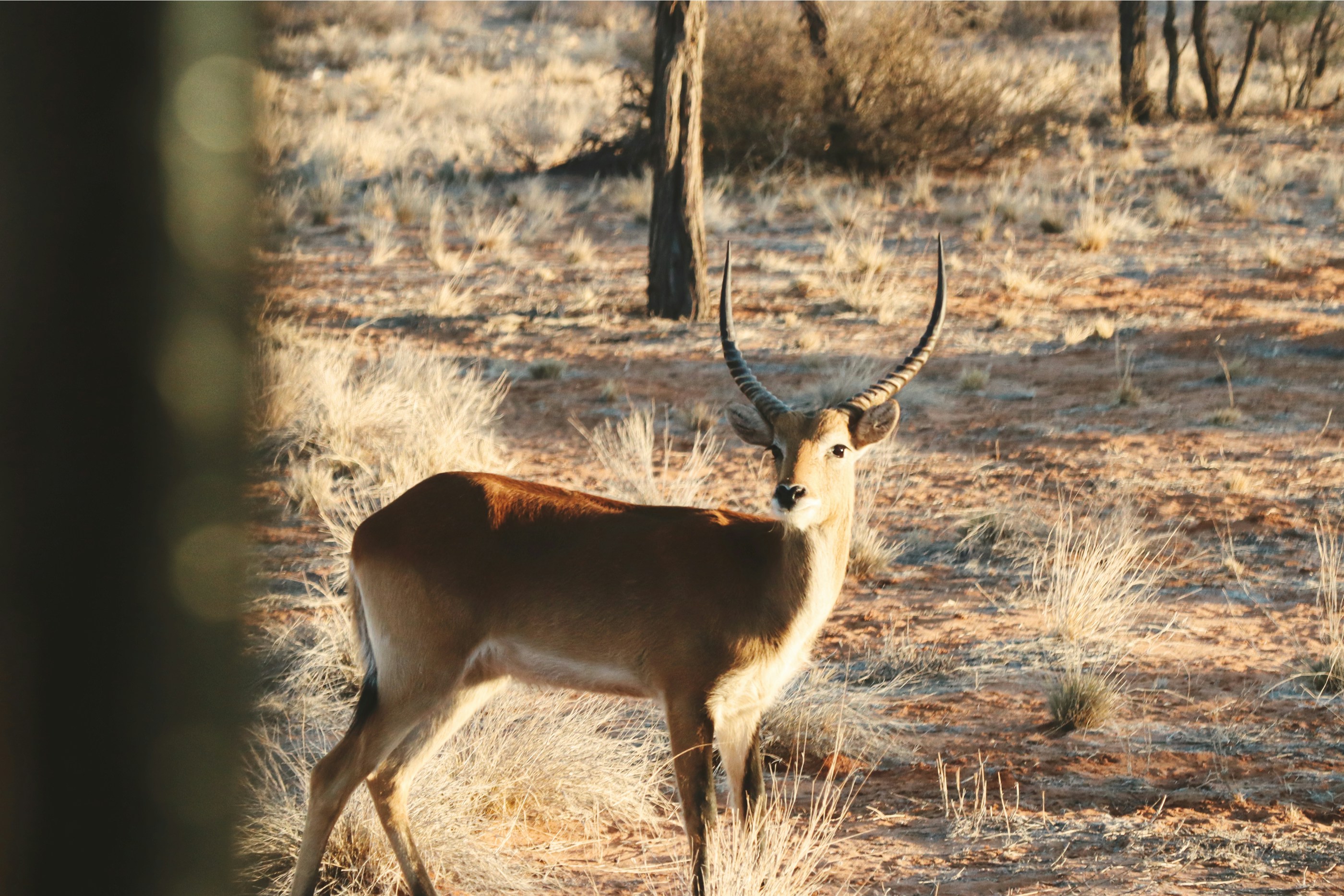 Antelope with long horns standing in a golden, dry savanna.