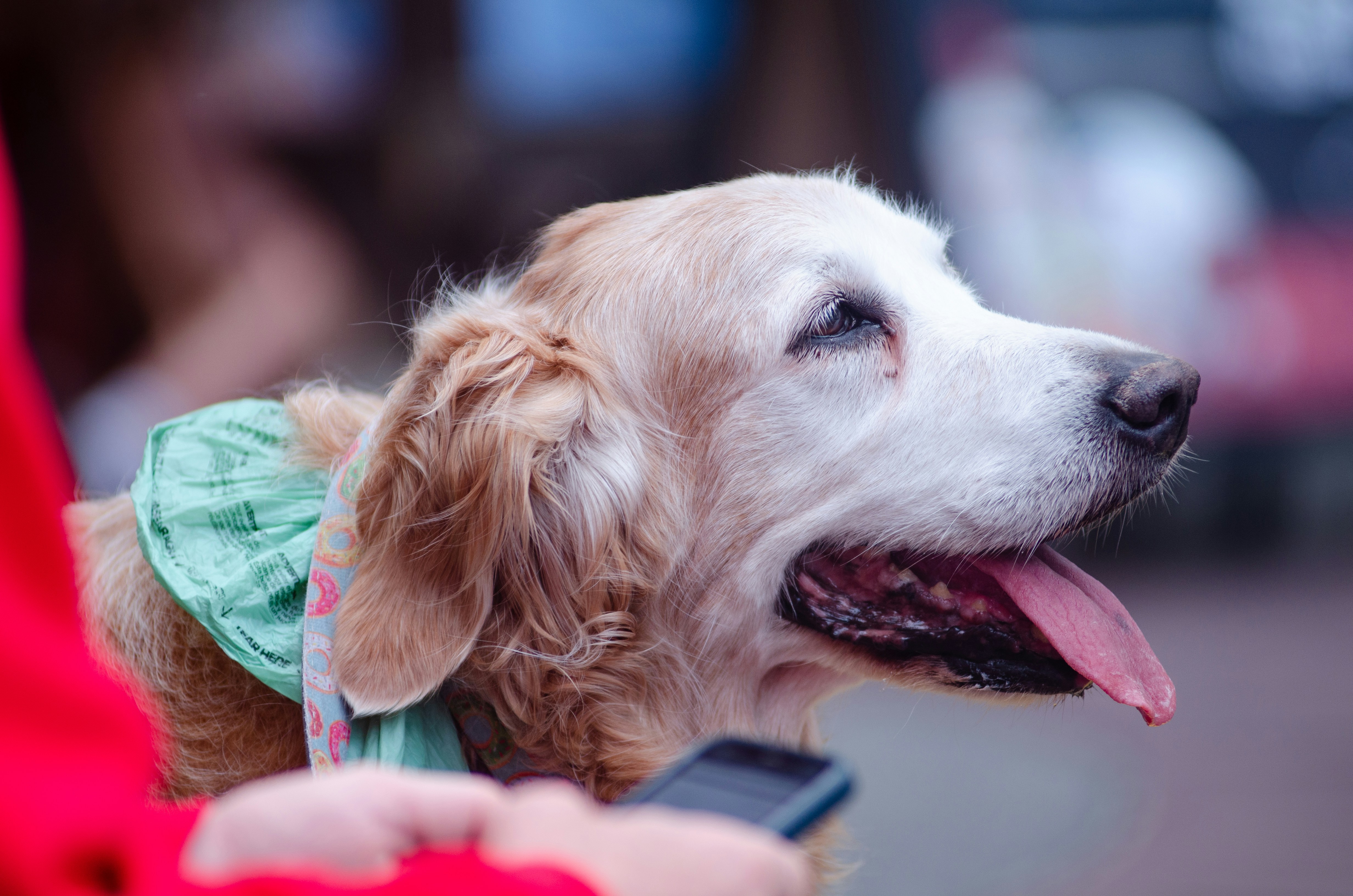 Golden retriever dog with a green bow, tongue out.