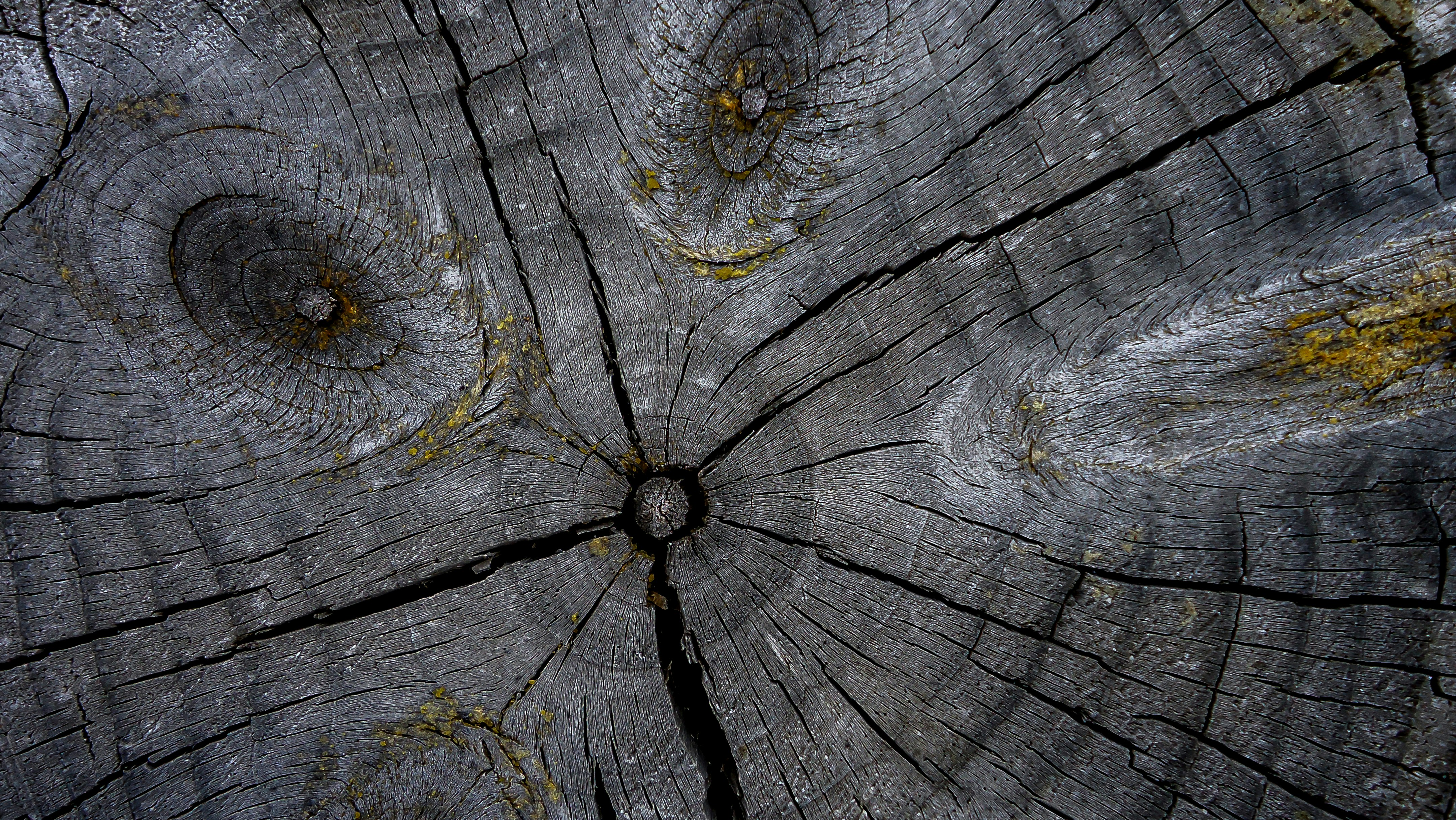 Weathered tree stump surface showing annual rings and deep cracks.