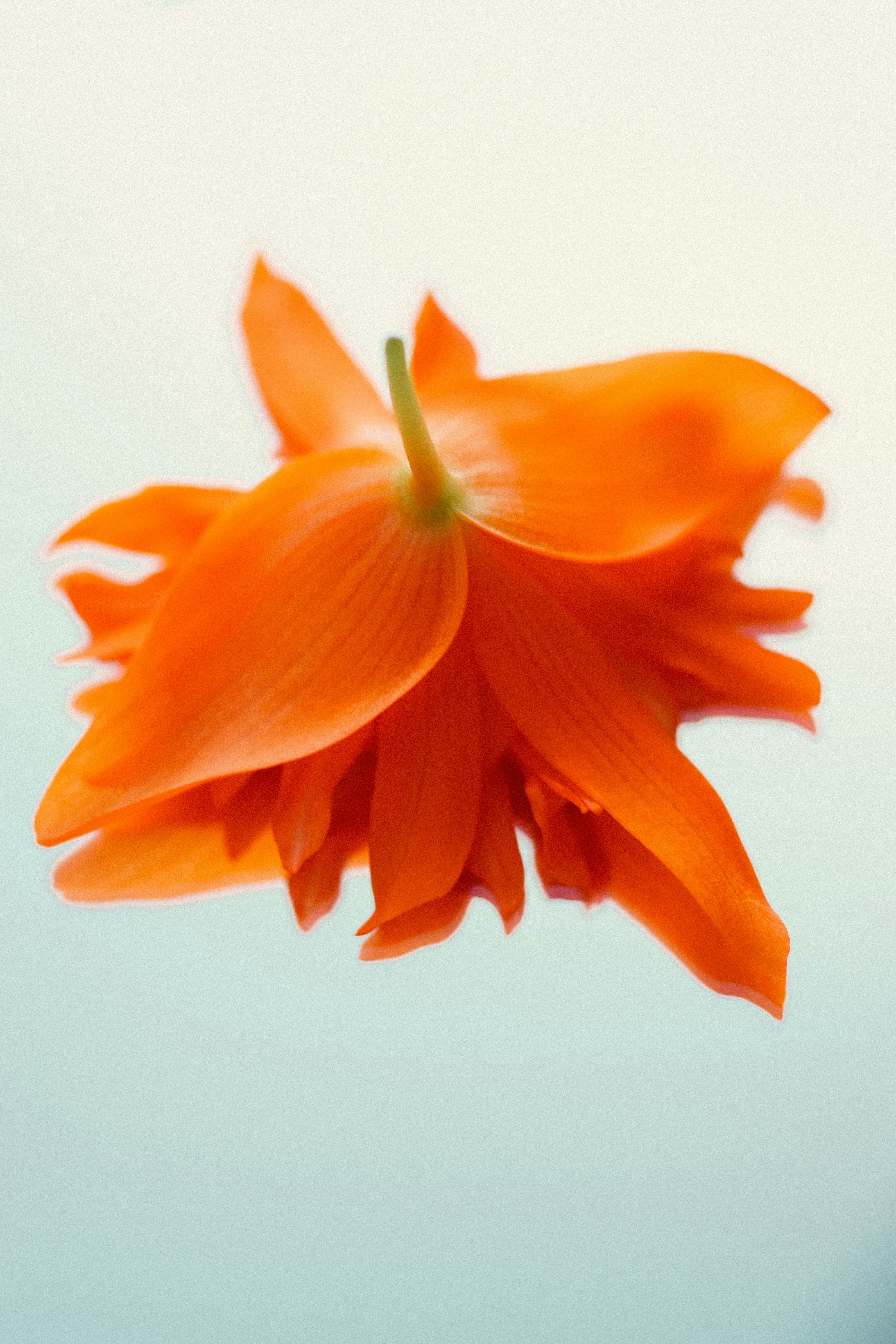 Vibrant orange flower with visible stem against a light background.