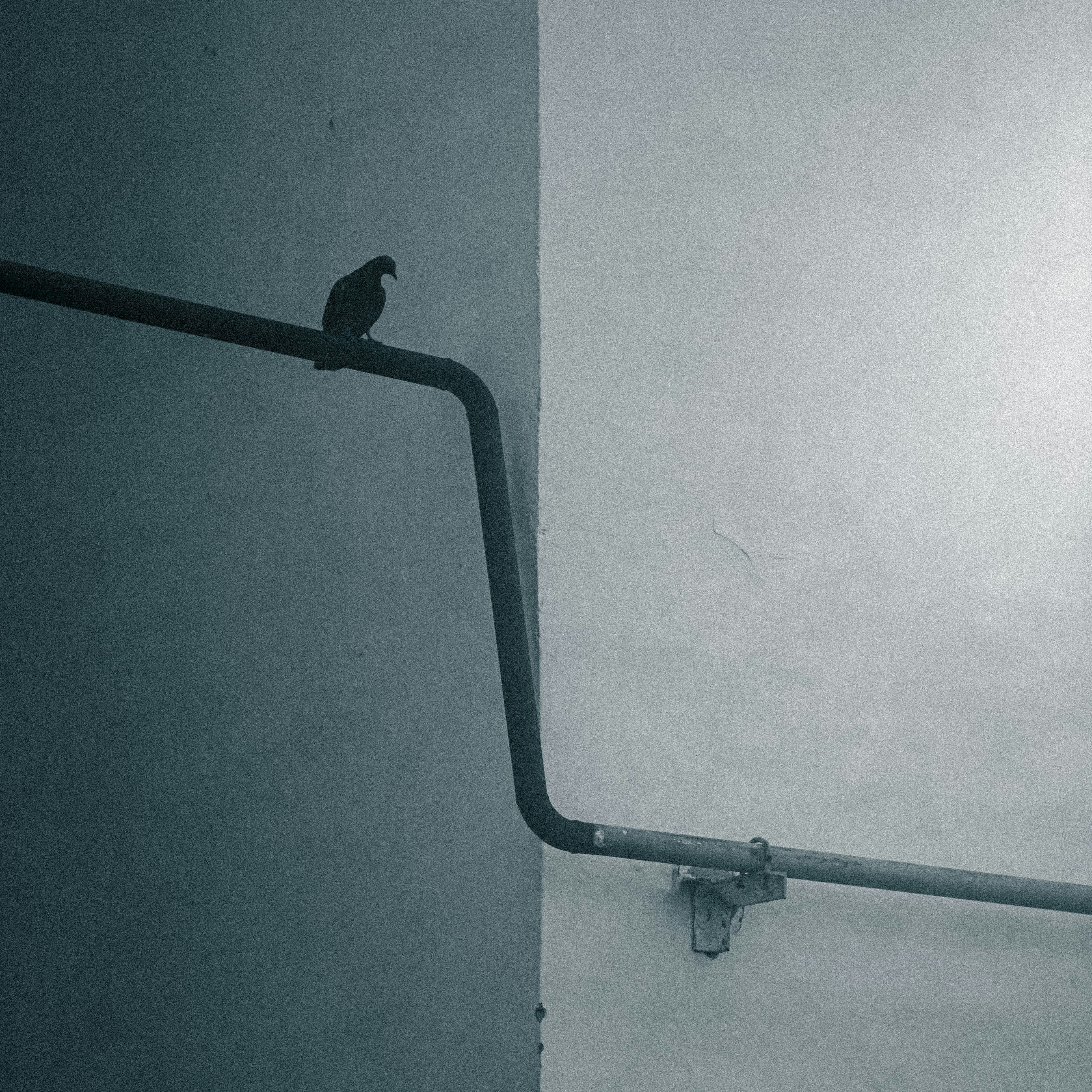 A bird perches on a pipe against a contrasting wall.