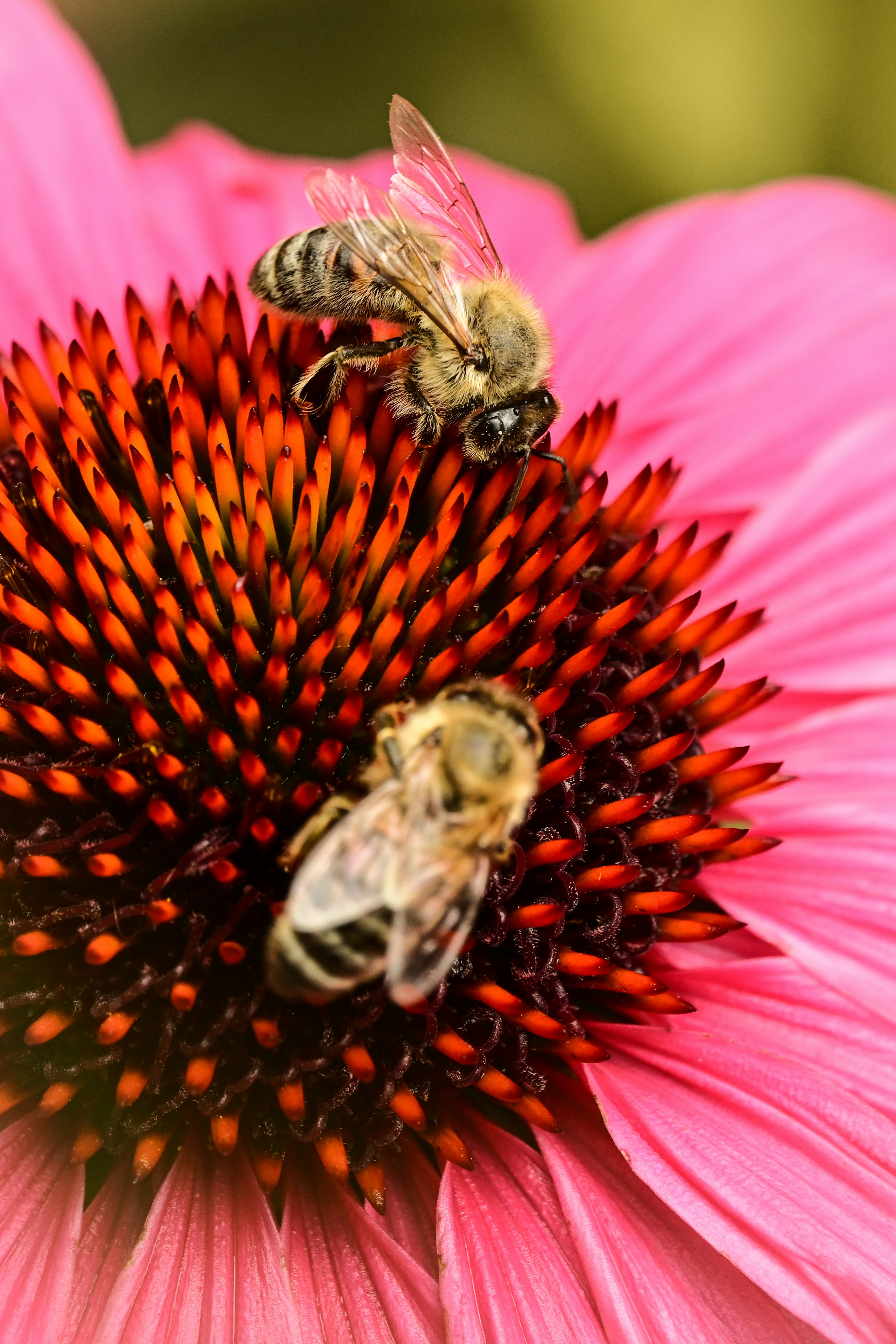 Duas abelhas coletando néctar de uma equinácea-rosa.