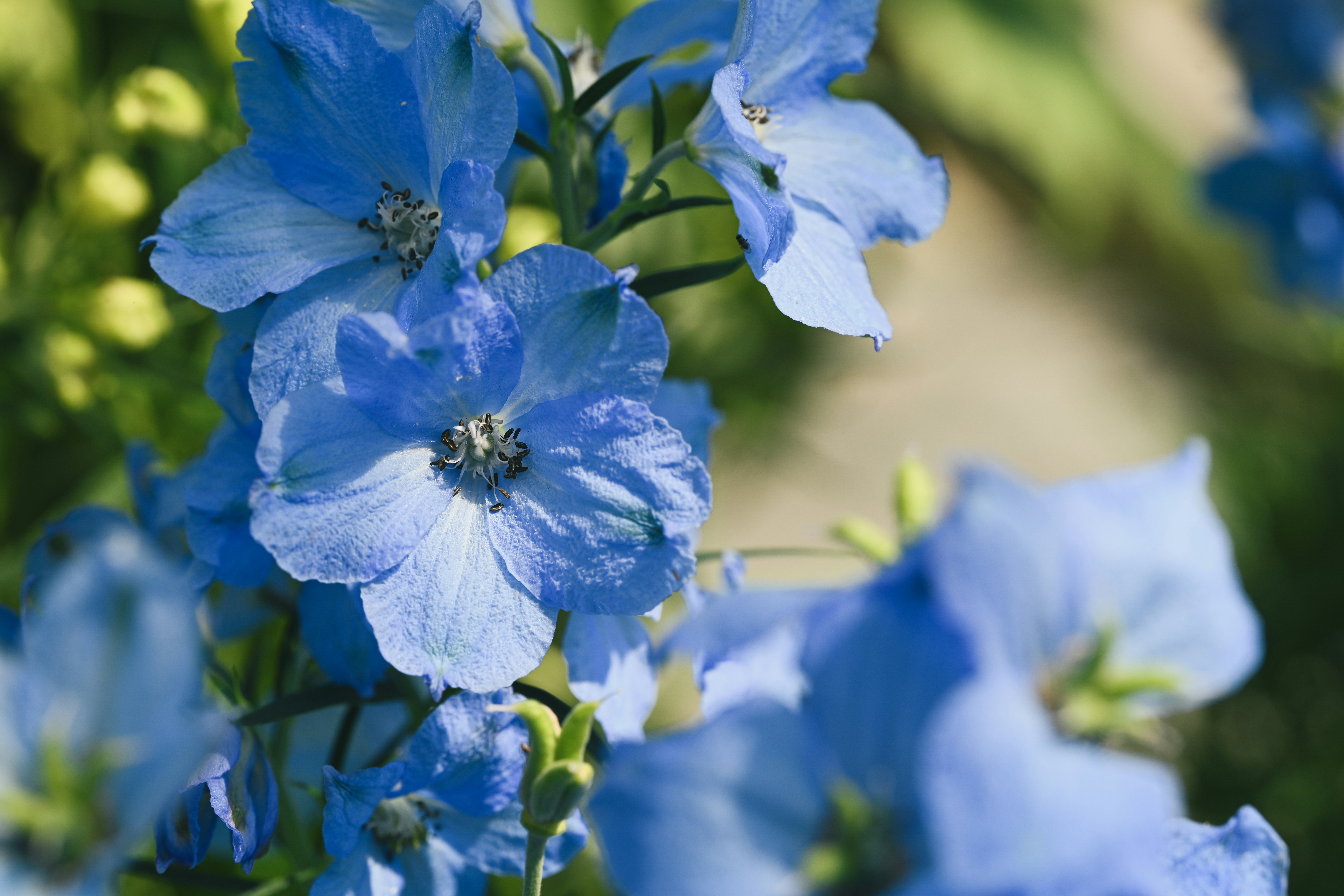 Vibrantes flores de delphinium azul desabrochando em um jardim.