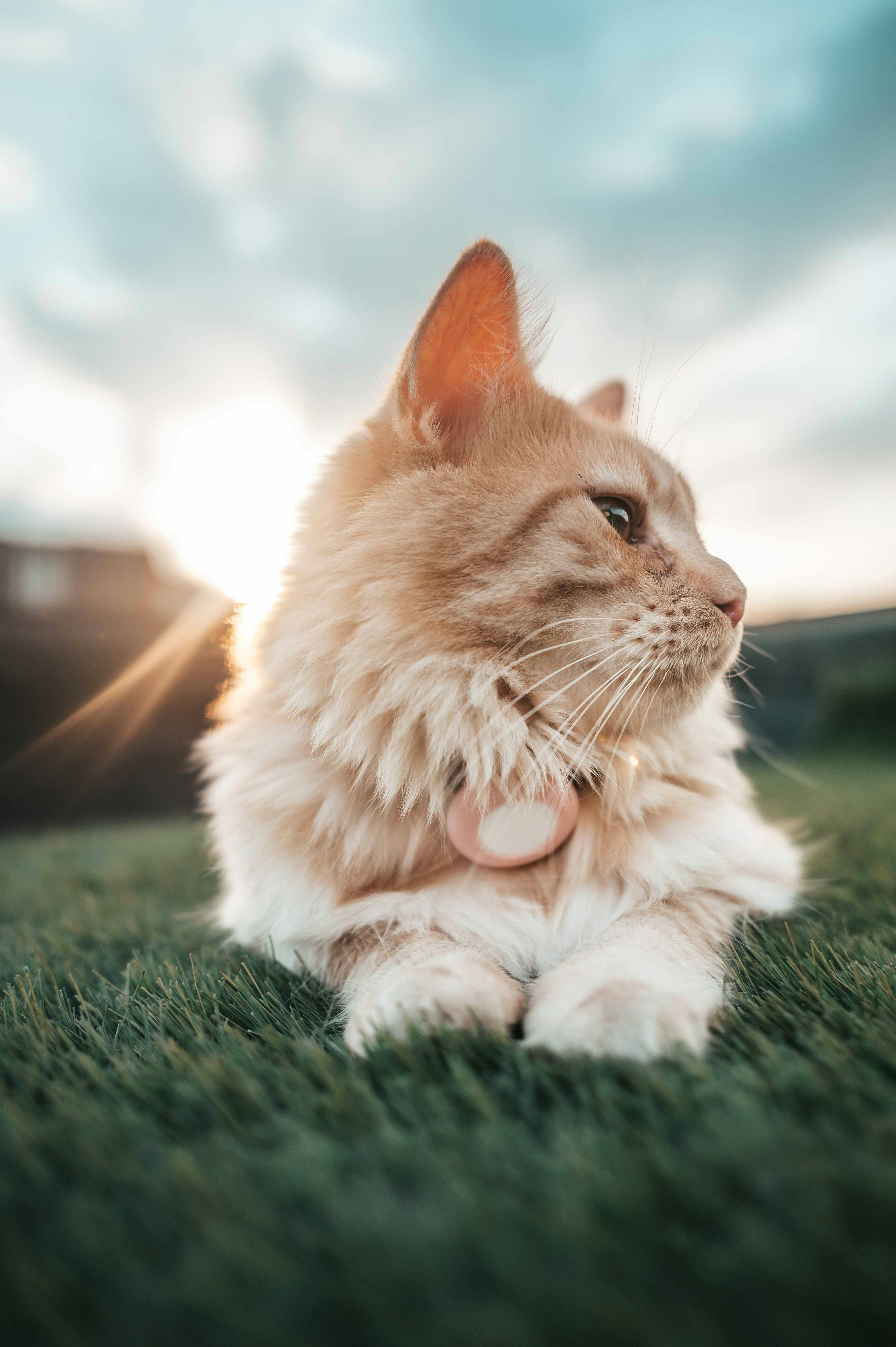 Gatto tigrato arancione sdraiato sull'erba al tramonto