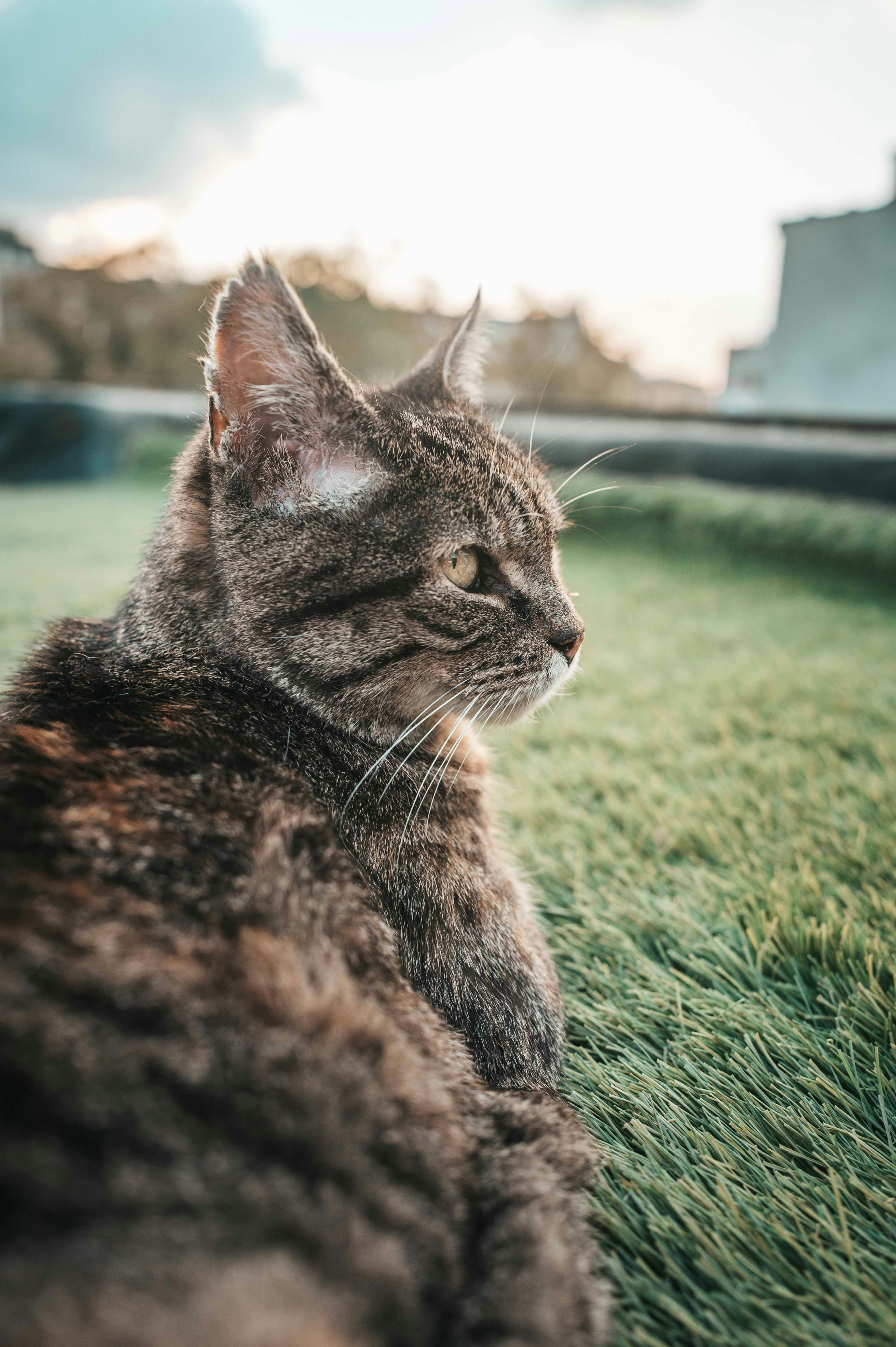 Gatto tigrato su erba verde con una luce soffusa al tramonto