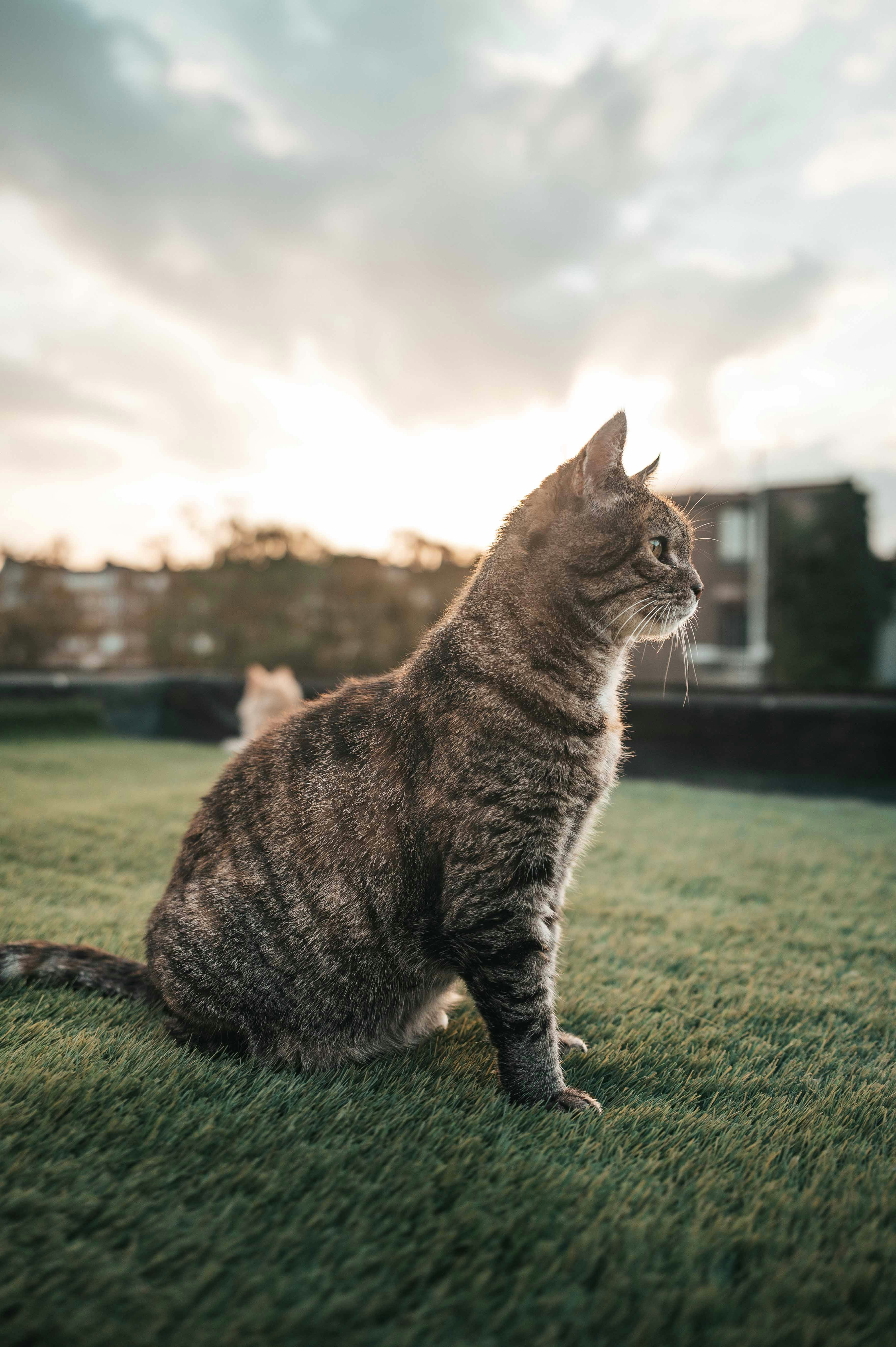 Gatto tigrato seduto sull'erba verde al tramonto