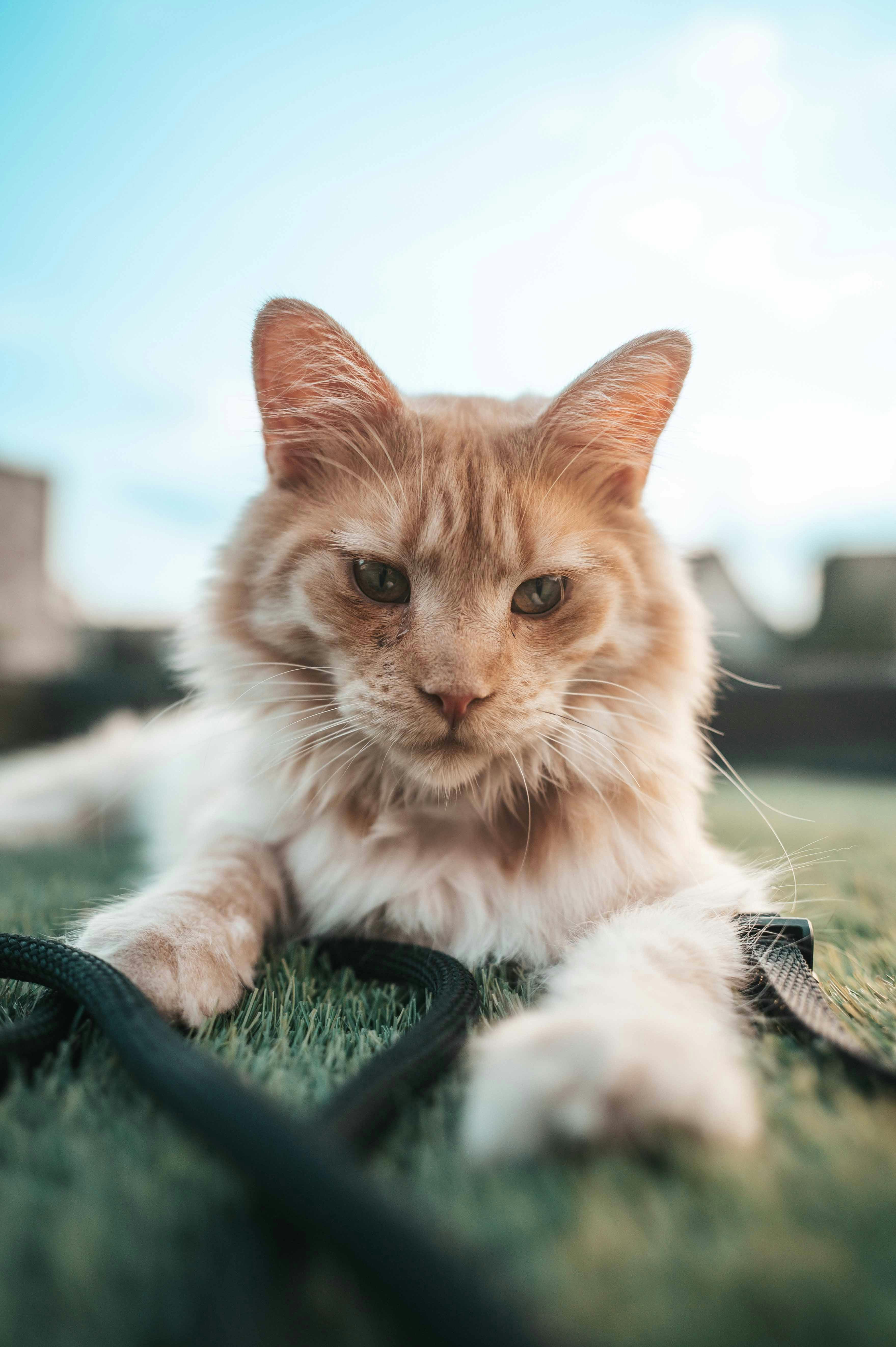 Gatto rosso sdraiato sull'erba verde con guinzaglio