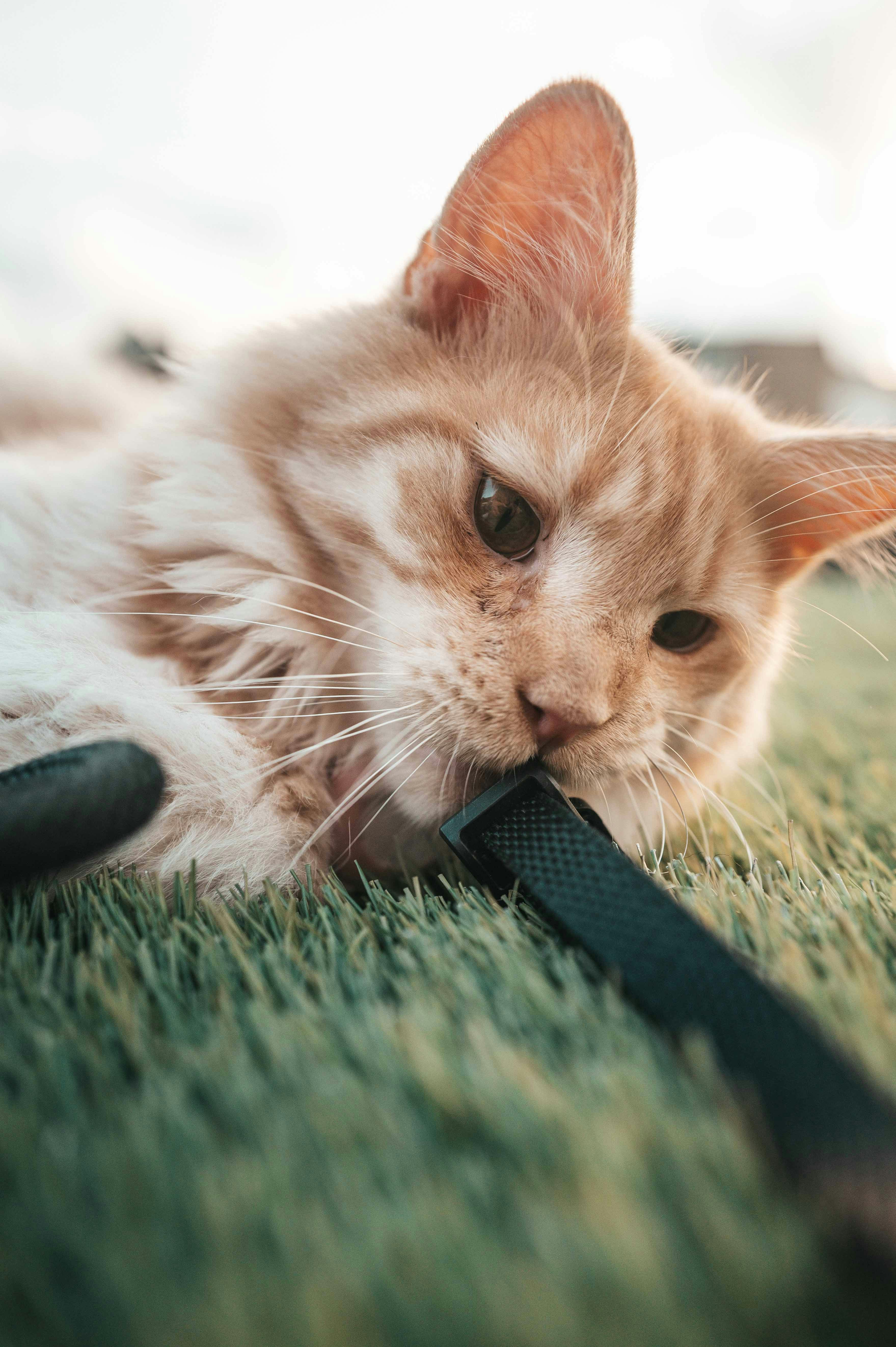 Gatto che mastica una cinghia nera sull'erba verde
