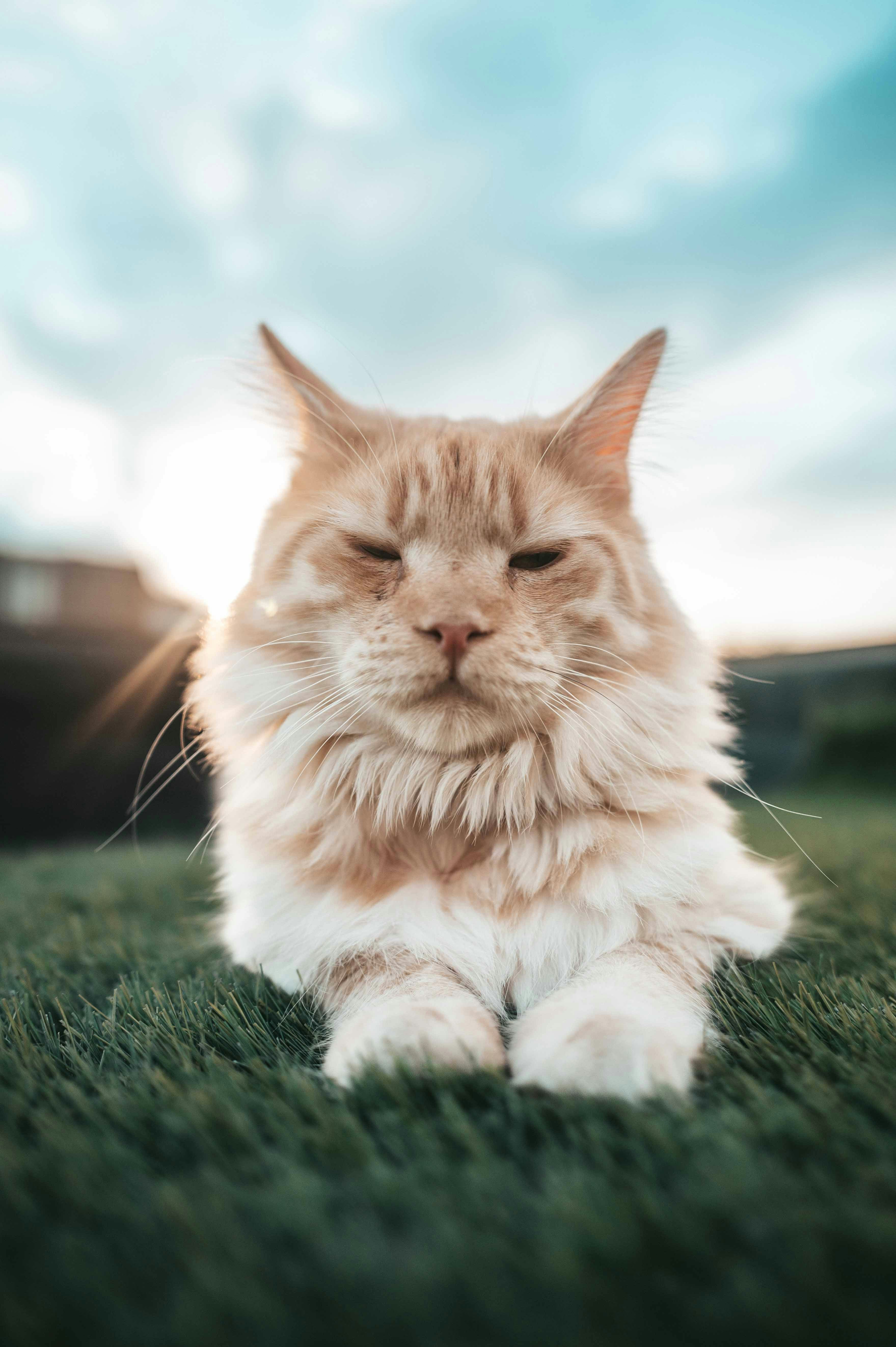 Gatto rosso e soffice che strizza gli occhi sull'erba verde al tramonto