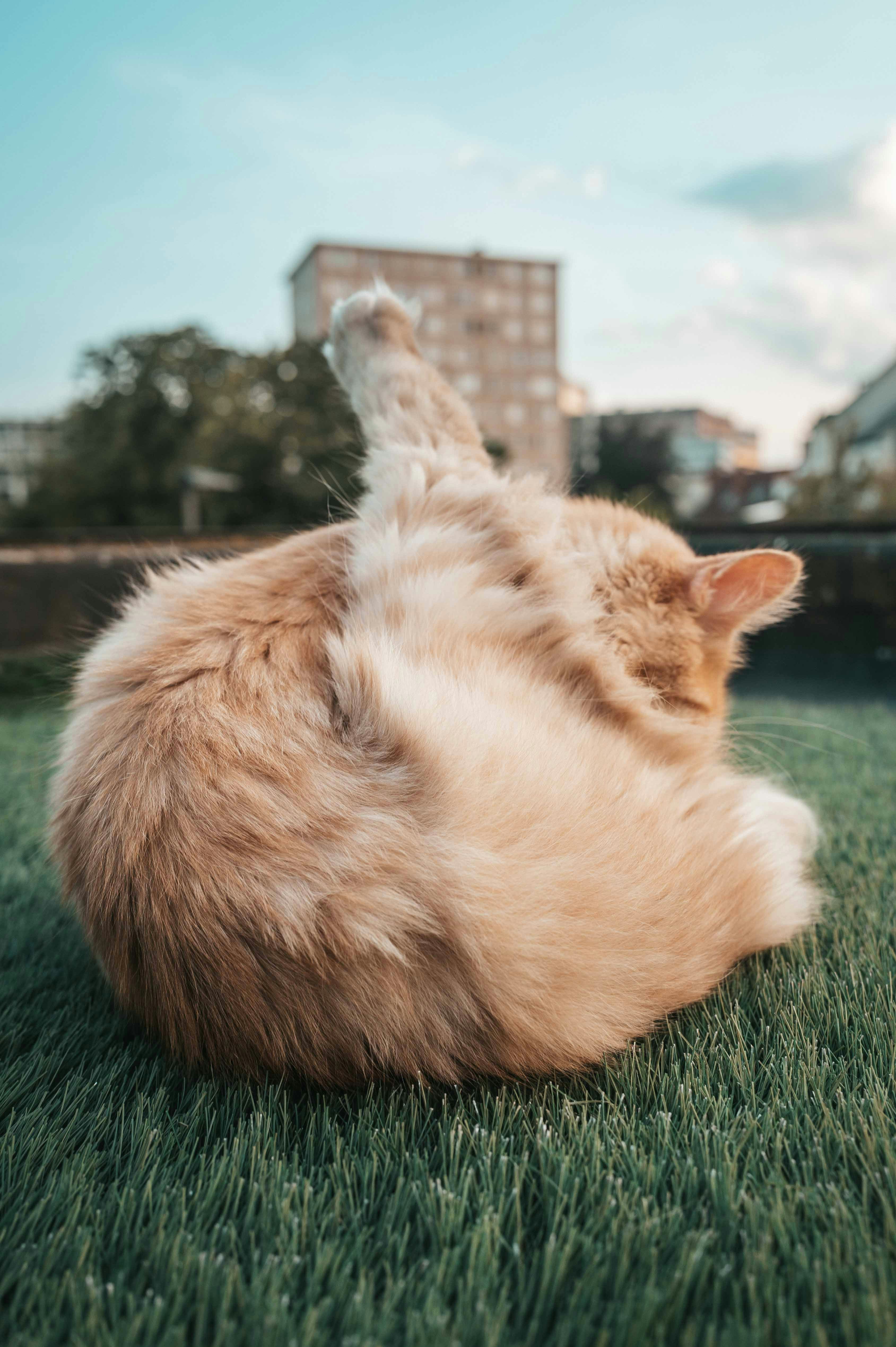 Gatto arancione che si toeletta su erba artificiale